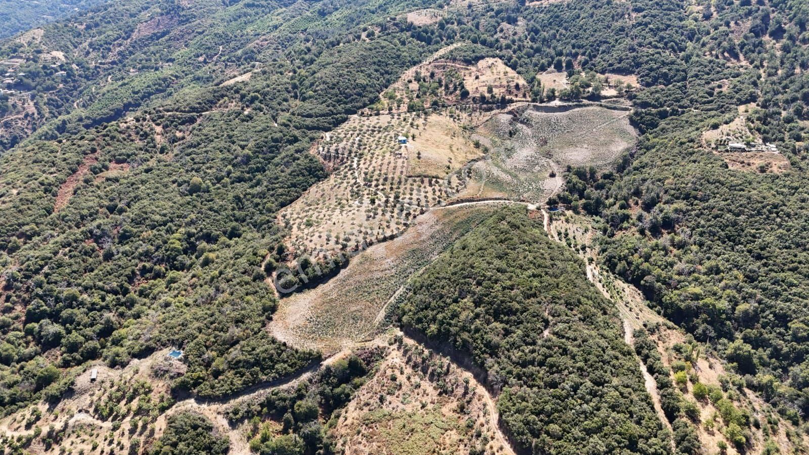 Kaçmaz Emlaktan Kaplanda 15 000 M2 Kestanelik - Görsel 6