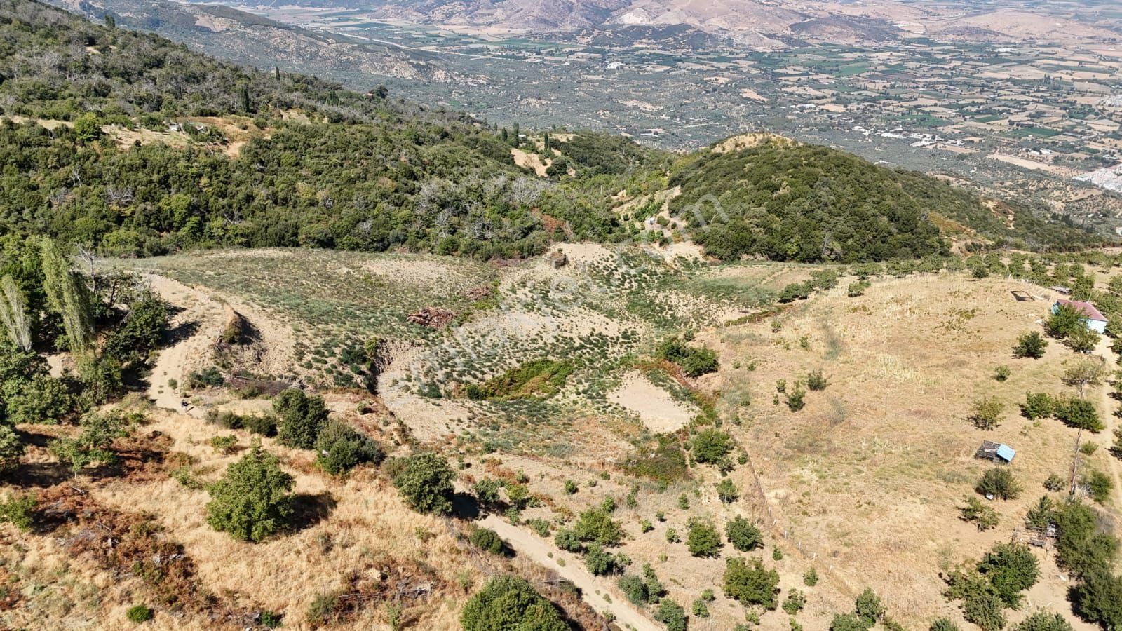 Kaçmaz Emlaktan Kaplanda 15 000 M2 Kestanelik - Görsel 24