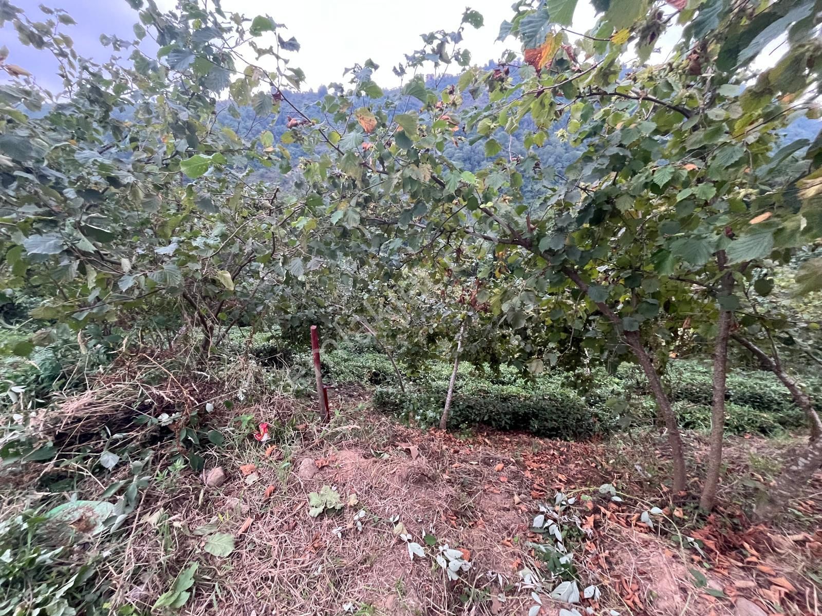 Trabzon Araklı'da Satılık Arazi - Görsel 29