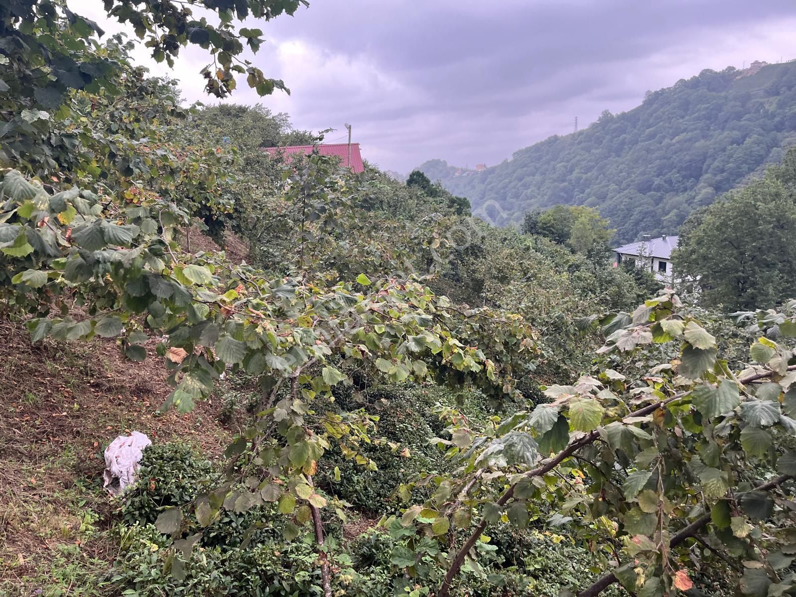 Trabzon Araklı'da Satılık Arazi - Görsel 24