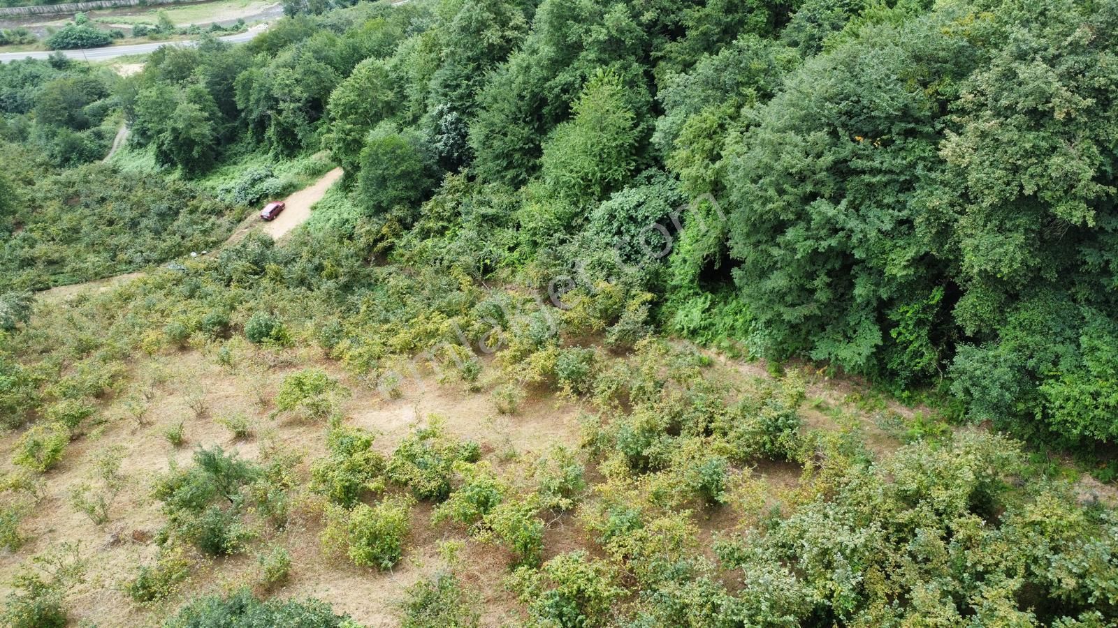 Trabzon Araklı'da Satılık Arazi - Görsel 6