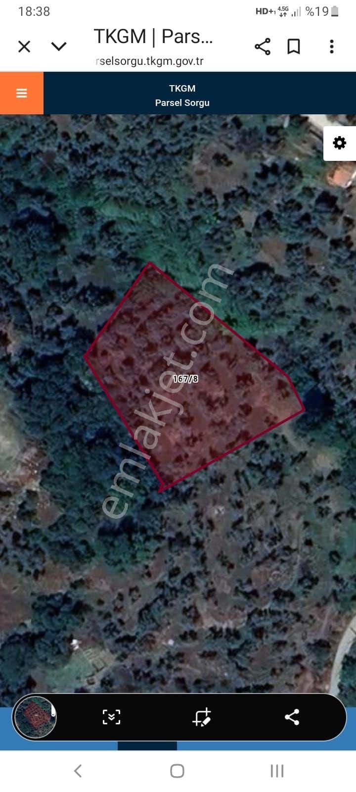 Aydın Germencik Naiplide 1921 M2 Zeytinlik - Görsel 2