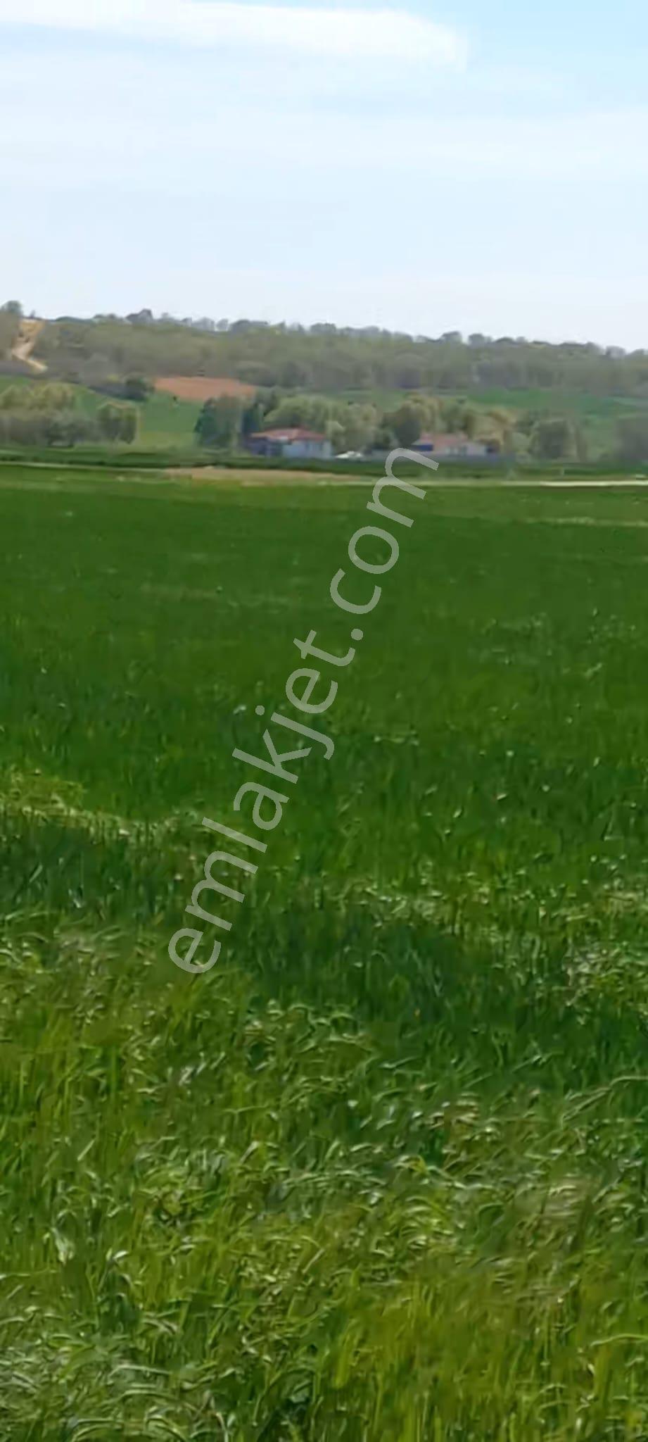 Poyrazdan Lüleburgaz Ertuğrul Köyünde Satılık Tarla - Görsel 4