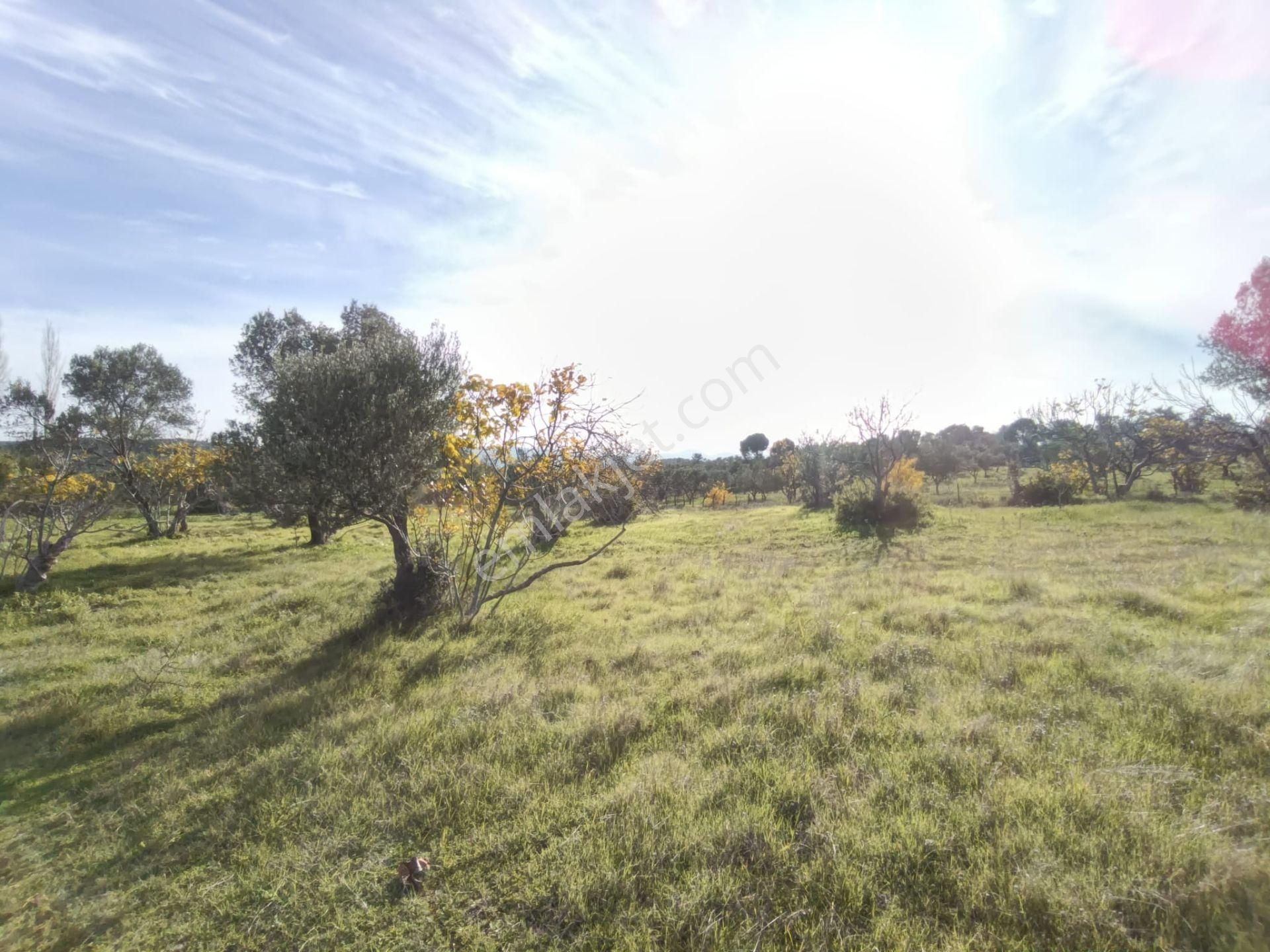 Golden Globy, Havran Çamdibi'nde Satılık Kadastral Yolu Bulunan 6.687 M2 Zeytinlik - Görsel 22