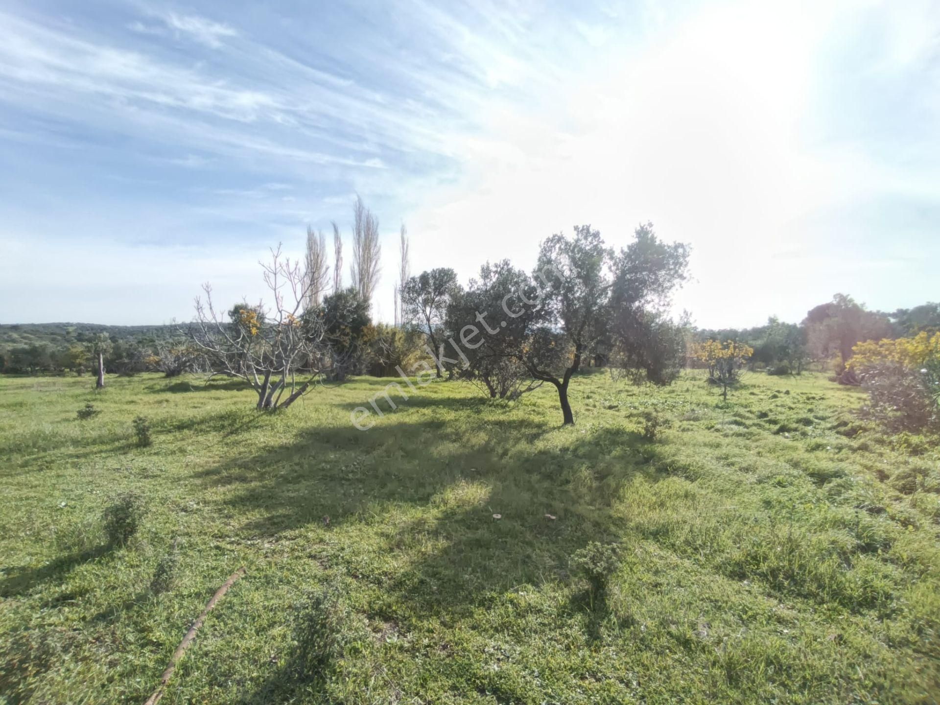 Golden Globy, Havran Çamdibi'nde Satılık Kadastral Yolu Bulunan 6.687 M2 Zeytinlik - Görsel 13
