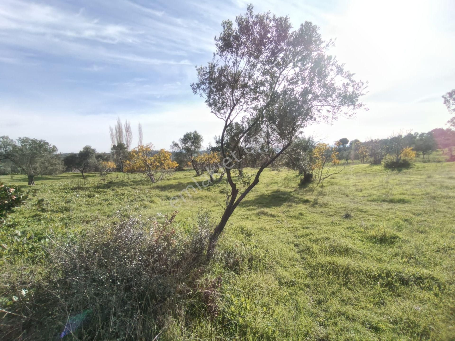 Golden Globy, Havran Çamdibi'nde Satılık Kadastral Yolu Bulunan 6.687 M2 Zeytinlik - Görsel 17