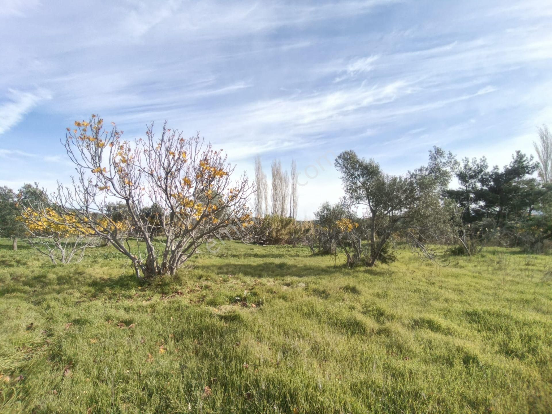 Golden Globy, Havran Çamdibi'nde Satılık Kadastral Yolu Bulunan 6.687 M2 Zeytinlik - Görsel 12