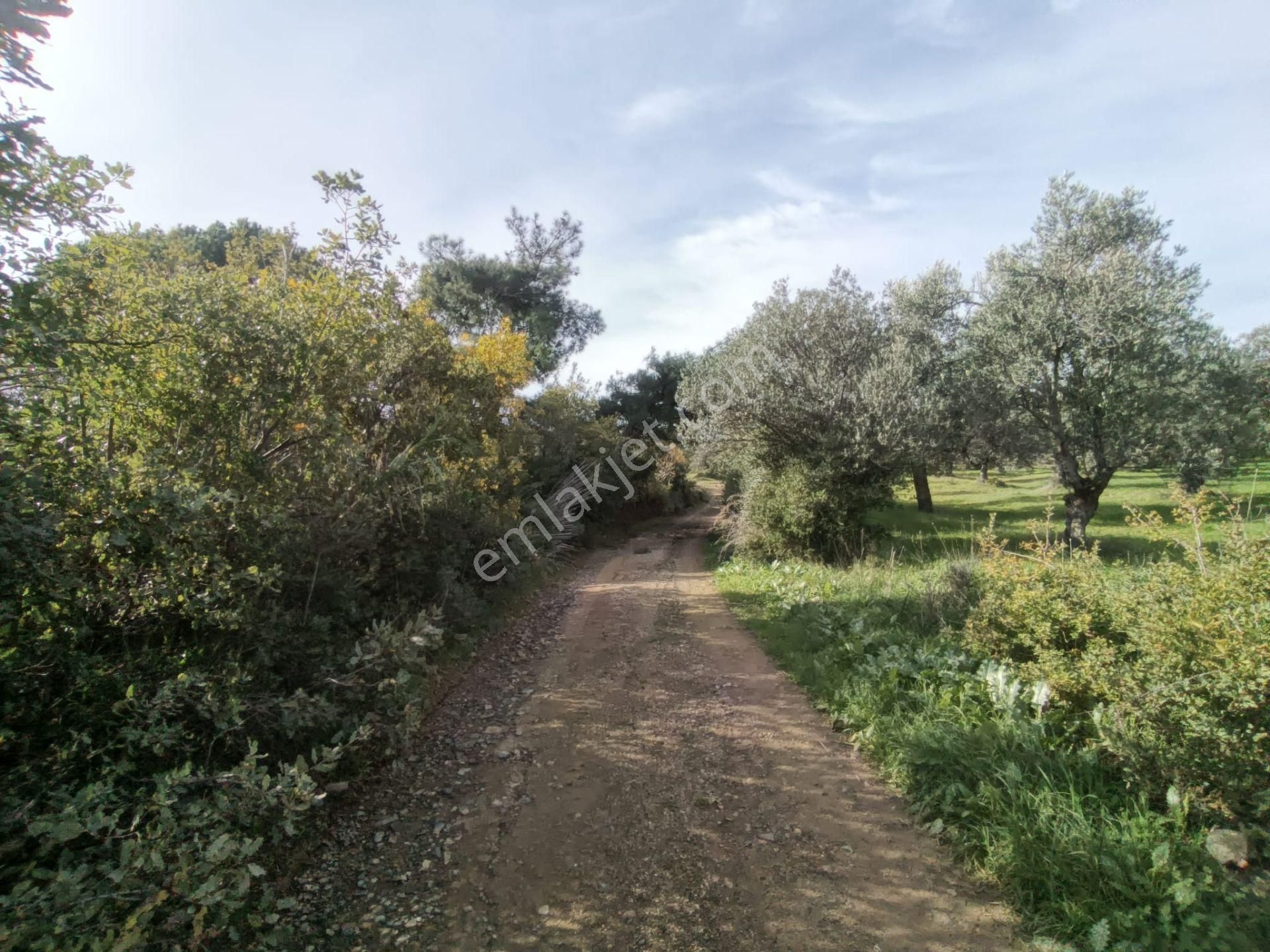 Golden Globy, Havran Çamdibi'nde Satılık Kadastral Yolu Bulunan 6.687 M2 Zeytinlik - Görsel 7