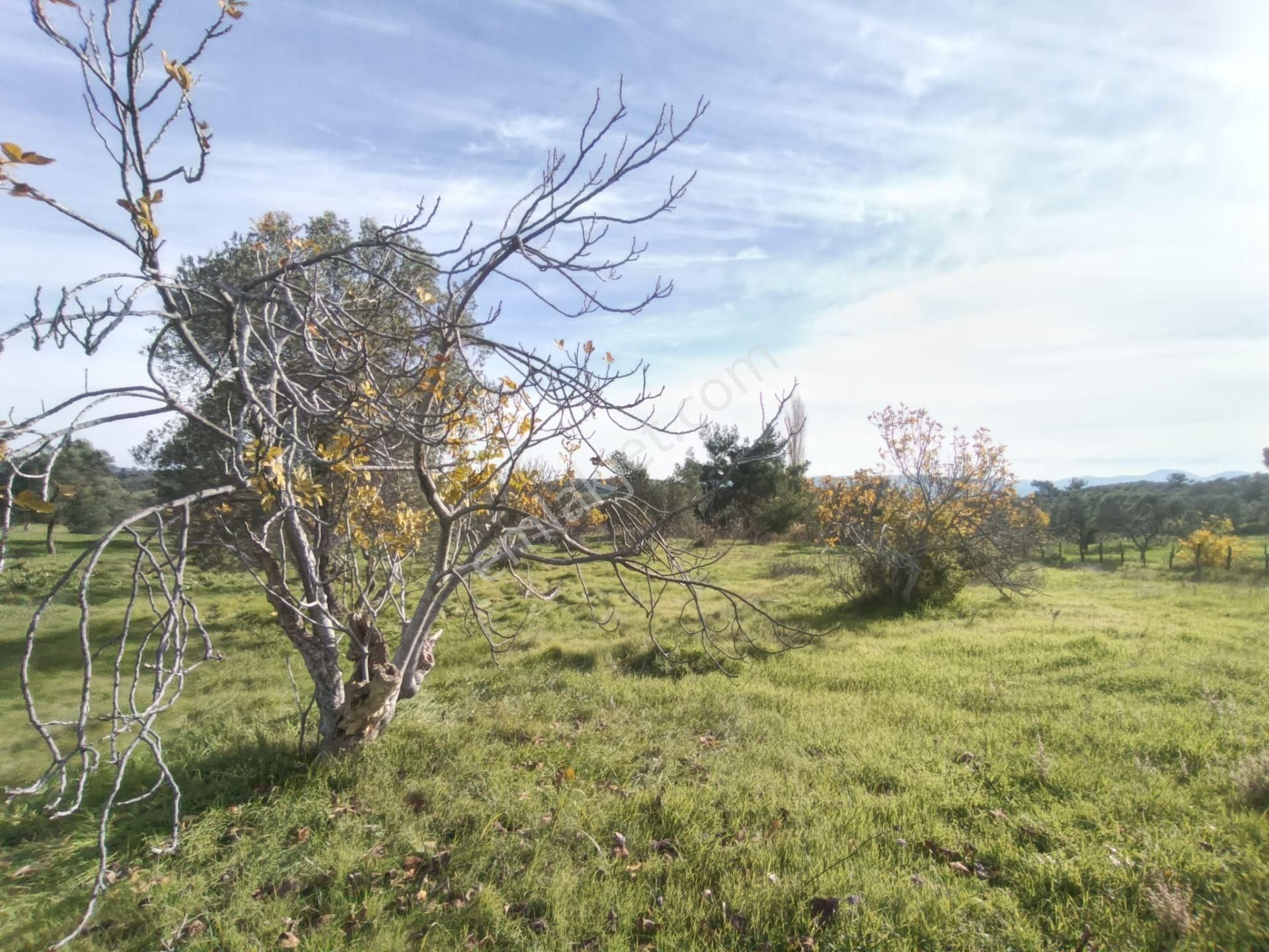 Golden Globy, Havran Çamdibi'nde Satılık Kadastral Yolu Bulunan 6.687 M2 Zeytinlik - Görsel 16