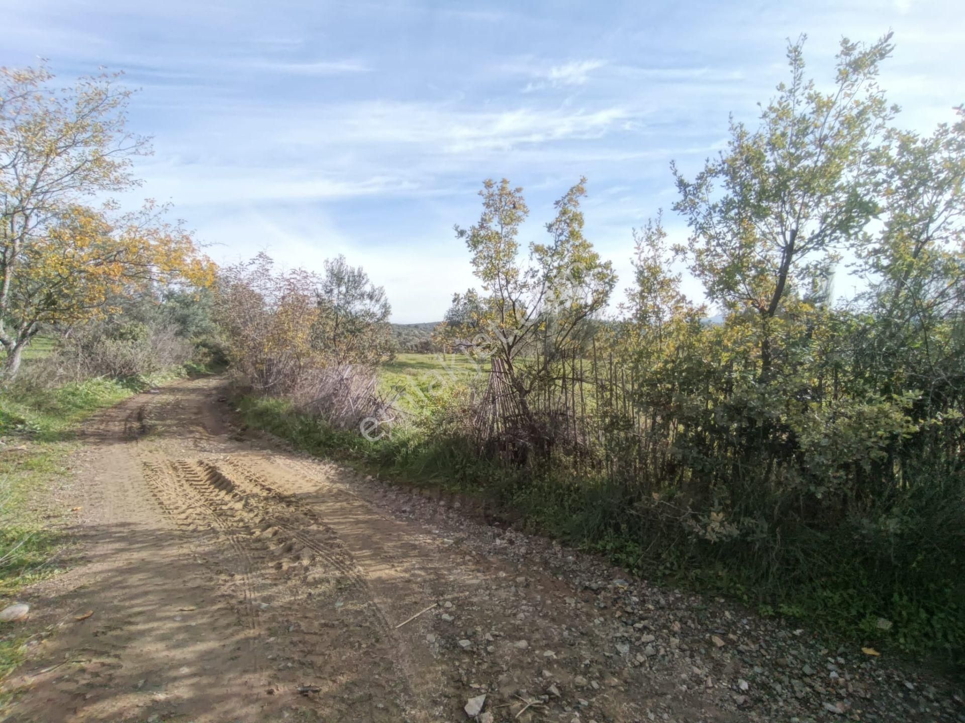 Golden Globy, Havran Çamdibi'nde Satılık Kadastral Yolu Bulunan 6.687 M2 Zeytinlik - Görsel 11