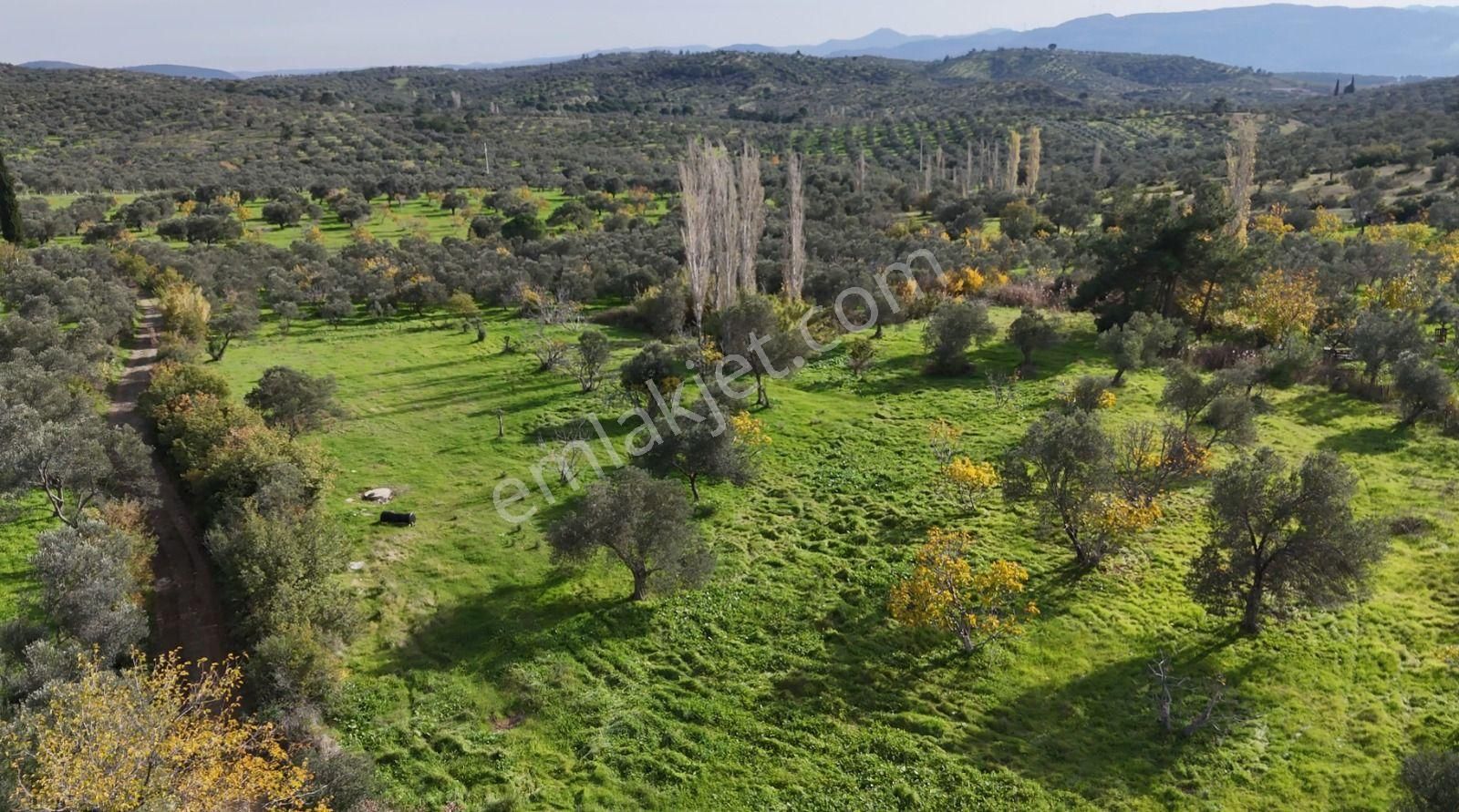 Golden Globy, Havran Çamdibi'nde Satılık Kadastral Yolu Bulunan 6.687 M2 Zeytinlik - Görsel 5
