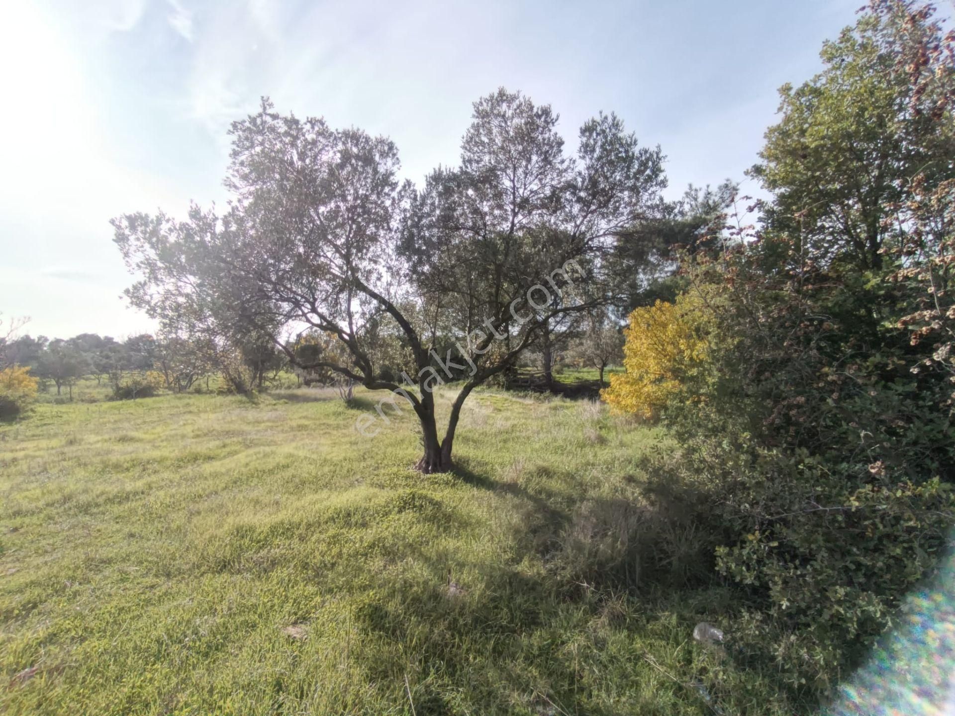 Golden Globy, Havran Çamdibi'nde Satılık Kadastral Yolu Bulunan 6.687 M2 Zeytinlik - Görsel 23
