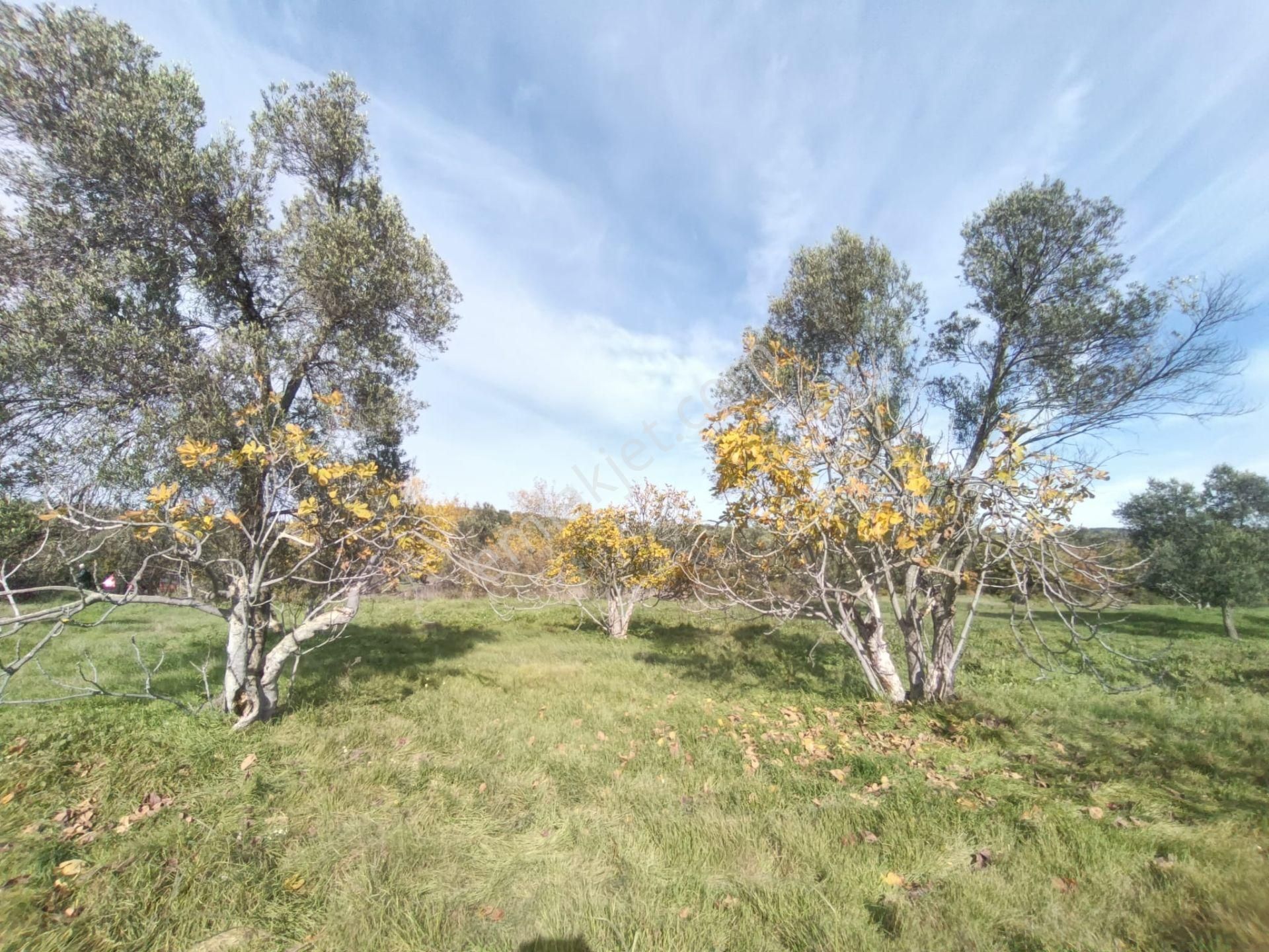 Golden Globy, Havran Çamdibi'nde Satılık Kadastral Yolu Bulunan 6.687 M2 Zeytinlik - Görsel 25