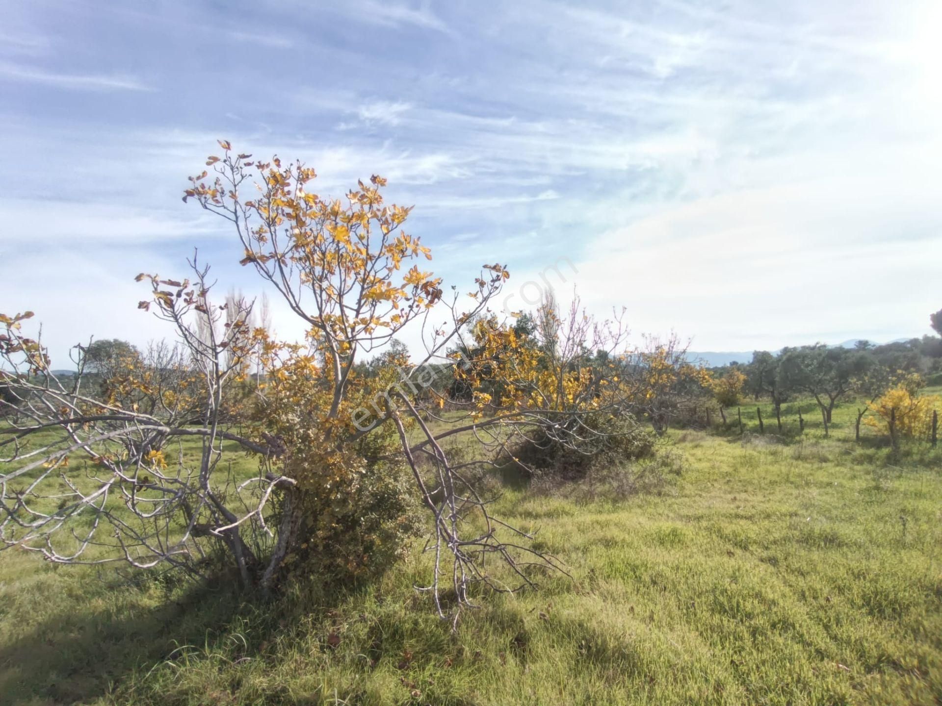 Golden Globy, Havran Çamdibi'nde Satılık Kadastral Yolu Bulunan 6.687 M2 Zeytinlik - Görsel 20