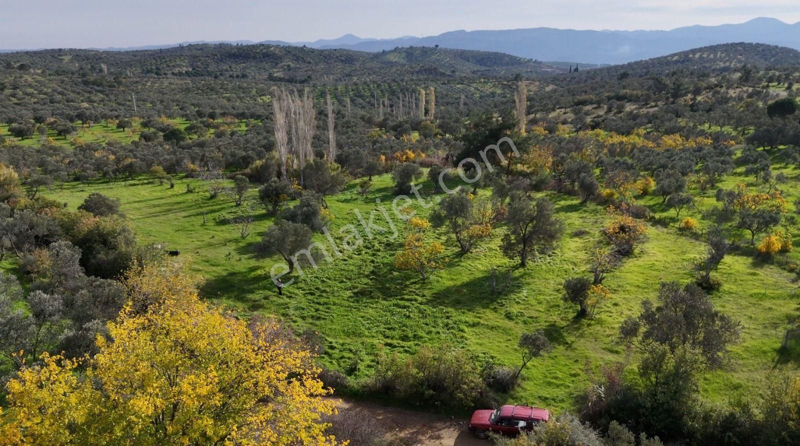 Golden Globy, Havran Çamdibi'nde Satılık Kadastral Yolu Bulunan 6.687 M2 Zeytinlik - Görsel 4