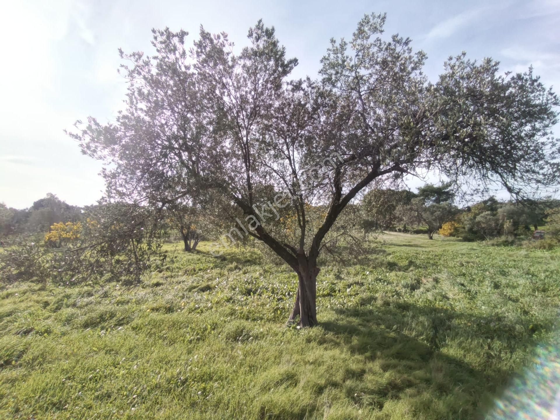 Golden Globy, Havran Çamdibi'nde Satılık Kadastral Yolu Bulunan 6.687 M2 Zeytinlik - Görsel 10