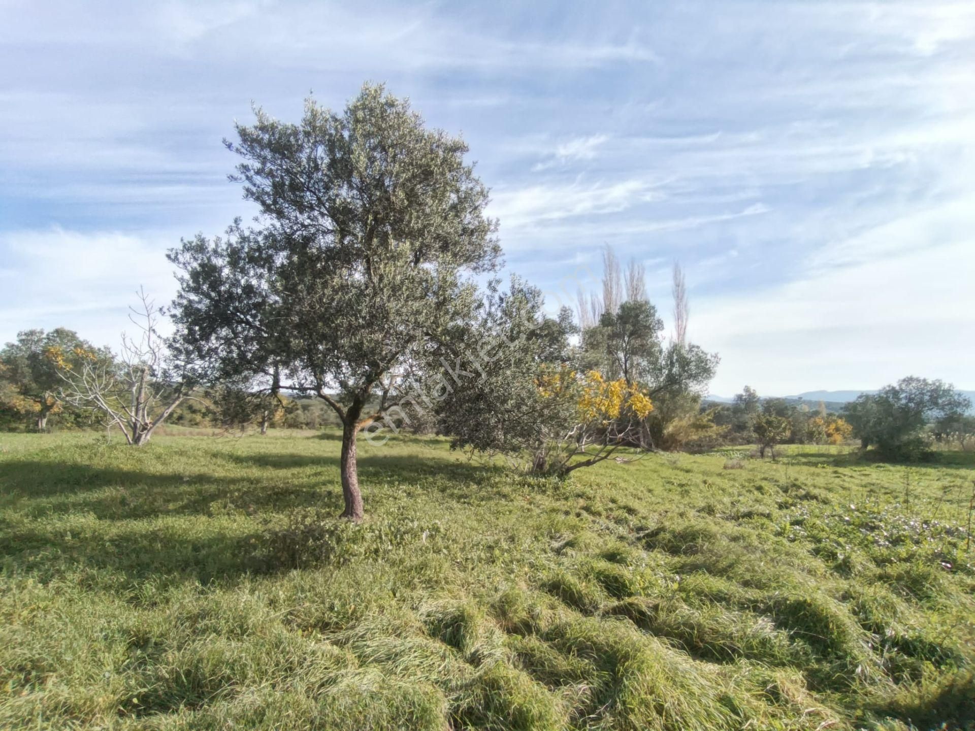 Golden Globy, Havran Çamdibi'nde Satılık Kadastral Yolu Bulunan 6.687 M2 Zeytinlik - Görsel 19