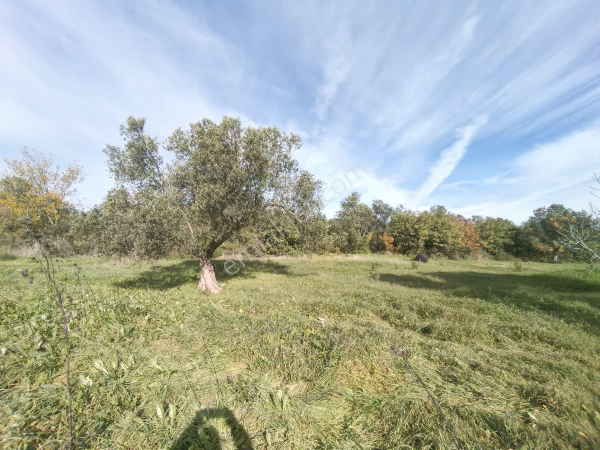 Golden Globy, Havran Çamdibi'nde Satılık Kadastral Yolu Bulunan 6.687 M2 Zeytinlik - Görsel 18