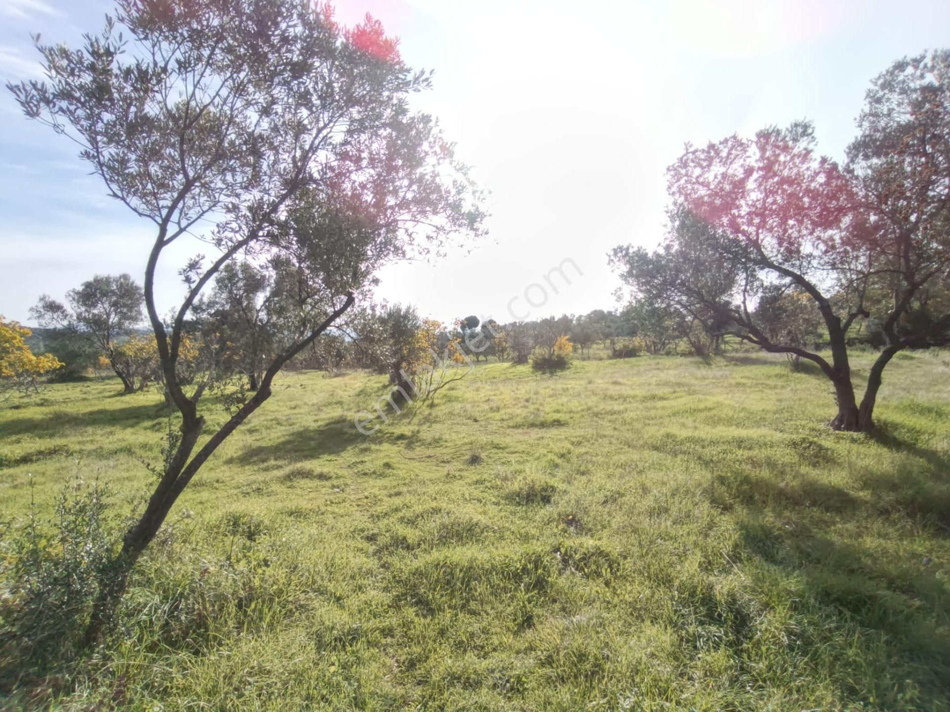 Golden Globy, Havran Çamdibi'nde Satılık Kadastral Yolu Bulunan 6.687 M2 Zeytinlik - Görsel 14