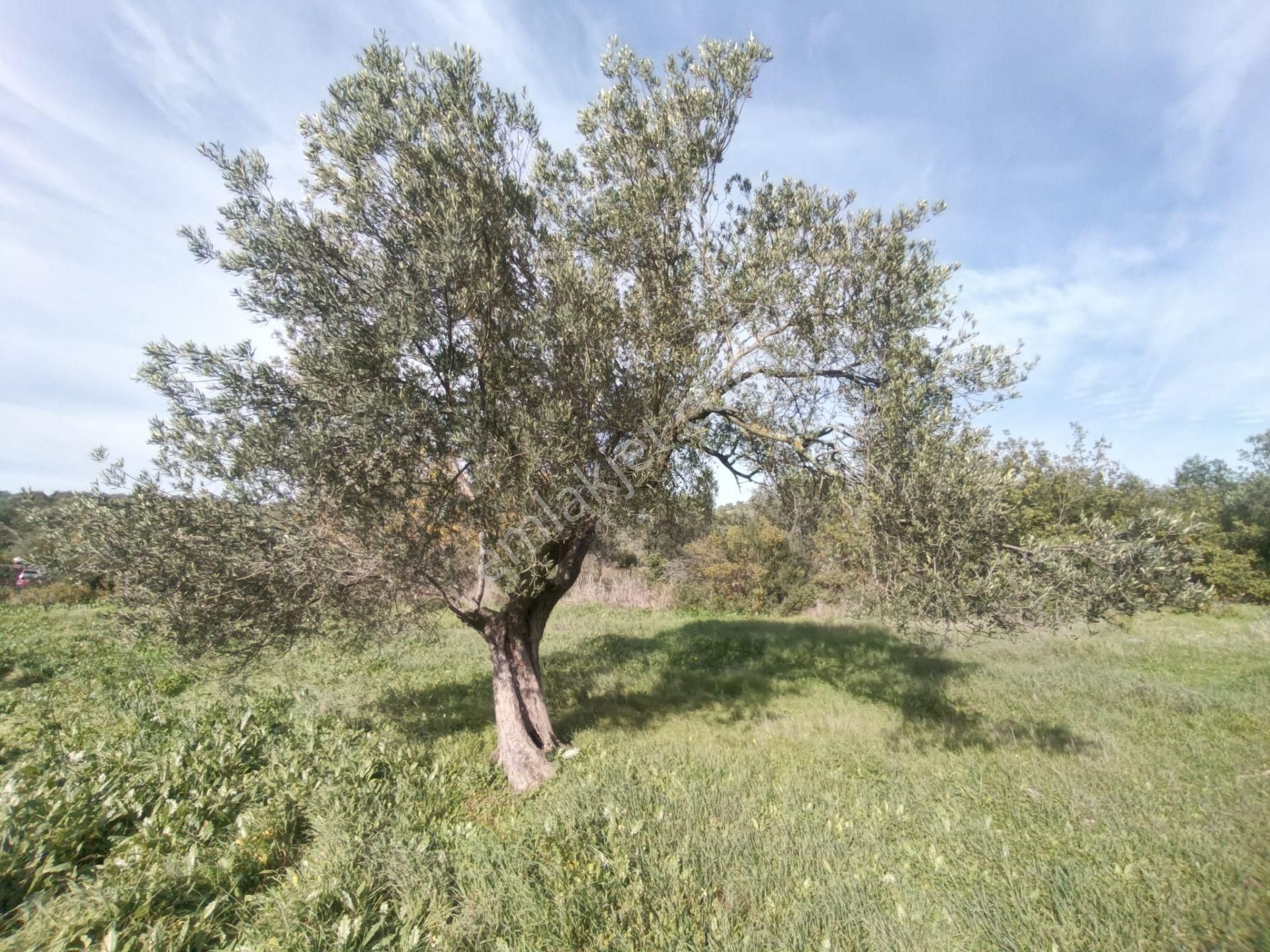 Golden Globy, Havran Çamdibi'nde Satılık Kadastral Yolu Bulunan 6.687 M2 Zeytinlik - Görsel 24