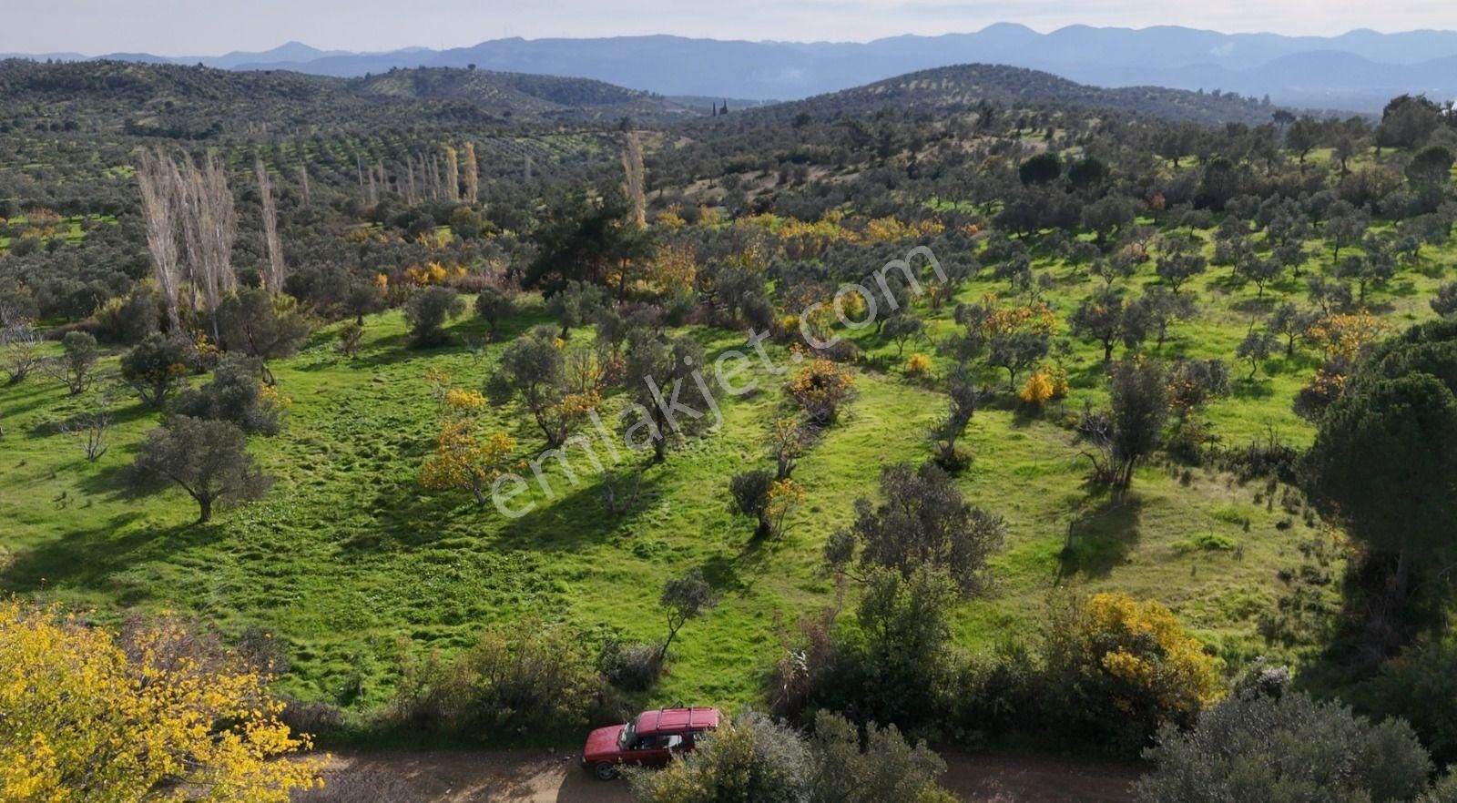 Golden Globy, Havran Çamdibi'nde Satılık Kadastral Yolu Bulunan 6.687 M2 Zeytinlik - Görsel 3