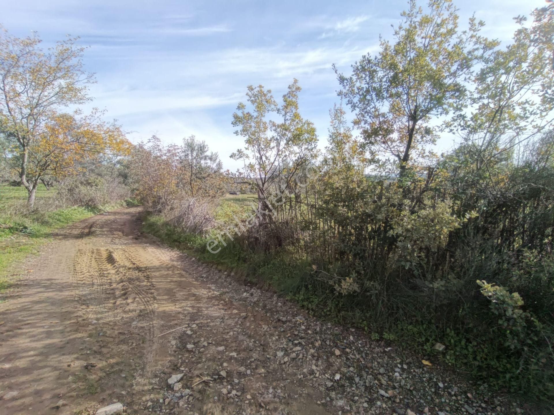 Golden Globy, Havran Çamdibi'nde Satılık Kadastral Yolu Bulunan 6.687 M2 Zeytinlik - Görsel 8