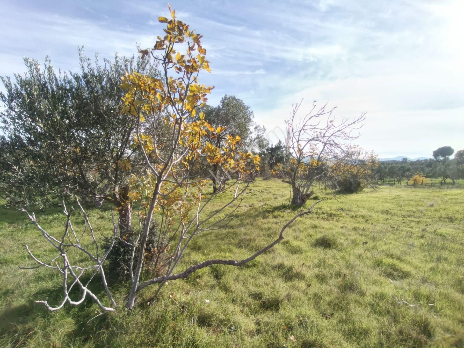 Golden Globy, Havran Çamdibi'nde Satılık Kadastral Yolu Bulunan 6.687 M2 Zeytinlik - Görsel 21