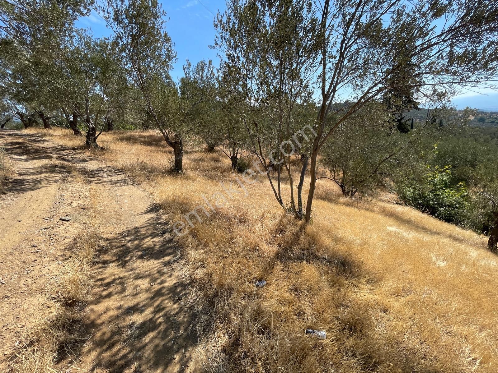 Akçay Poyraz Gayrimenkul'den Beyoba'da Satılık 3870m2 Deniz Manzaralı Zeytinlik - Görsel 12
