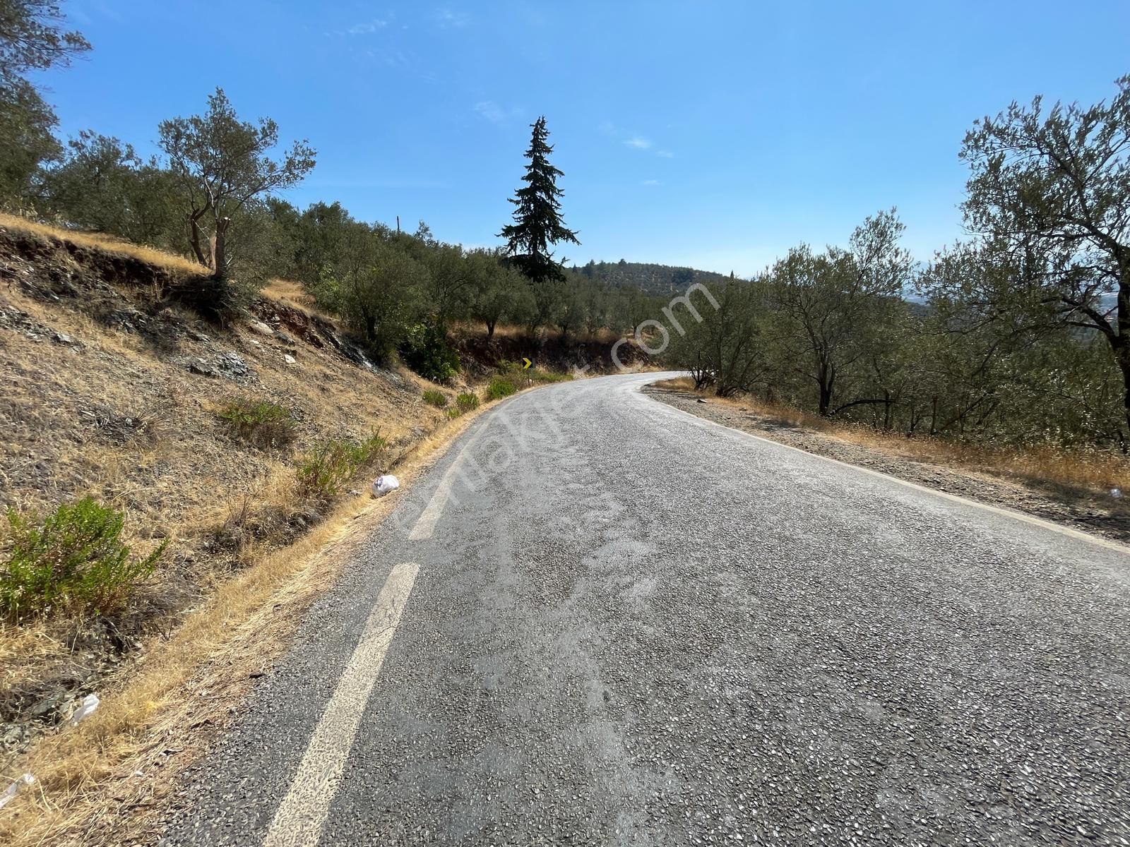 Akçay Poyraz Gayrimenkul'den Beyoba'da Satılık 3870m2 Deniz Manzaralı Zeytinlik - Görsel 10