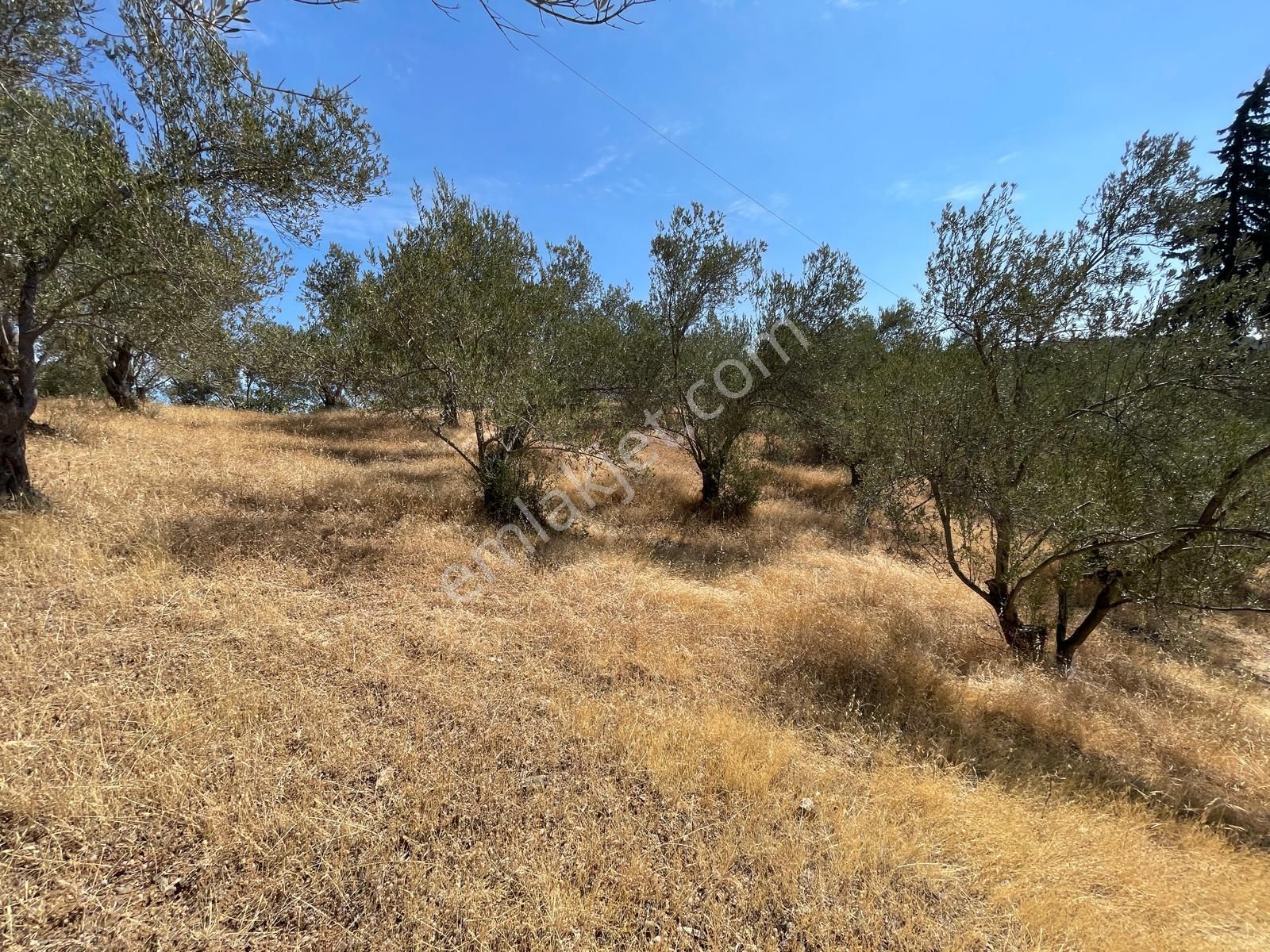 Akçay Poyraz Gayrimenkul'den Beyoba'da Satılık 3870m2 Deniz Manzaralı Zeytinlik - Görsel 19