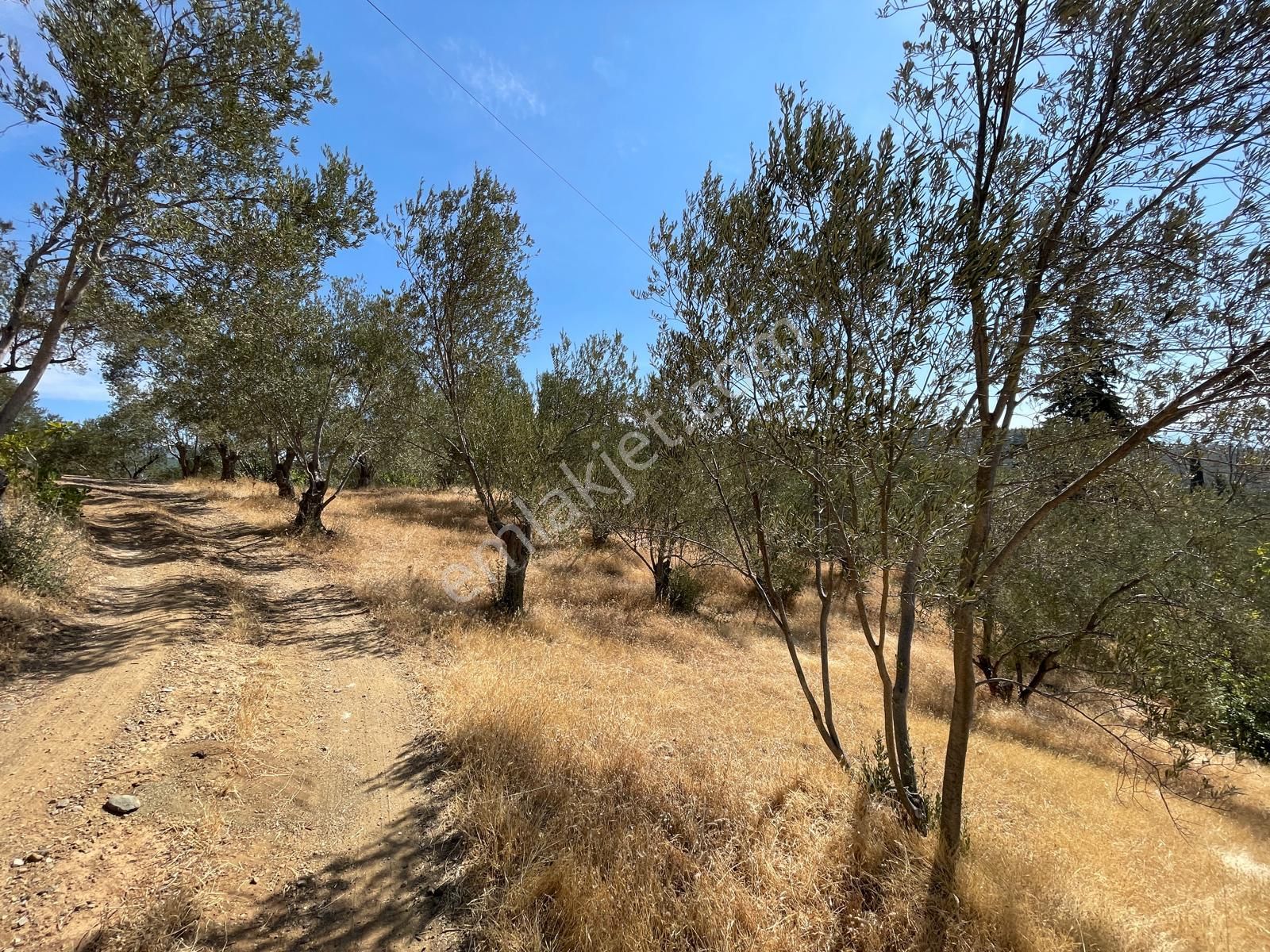 Akçay Poyraz Gayrimenkul'den Beyoba'da Satılık 3870m2 Deniz Manzaralı Zeytinlik - Görsel 7