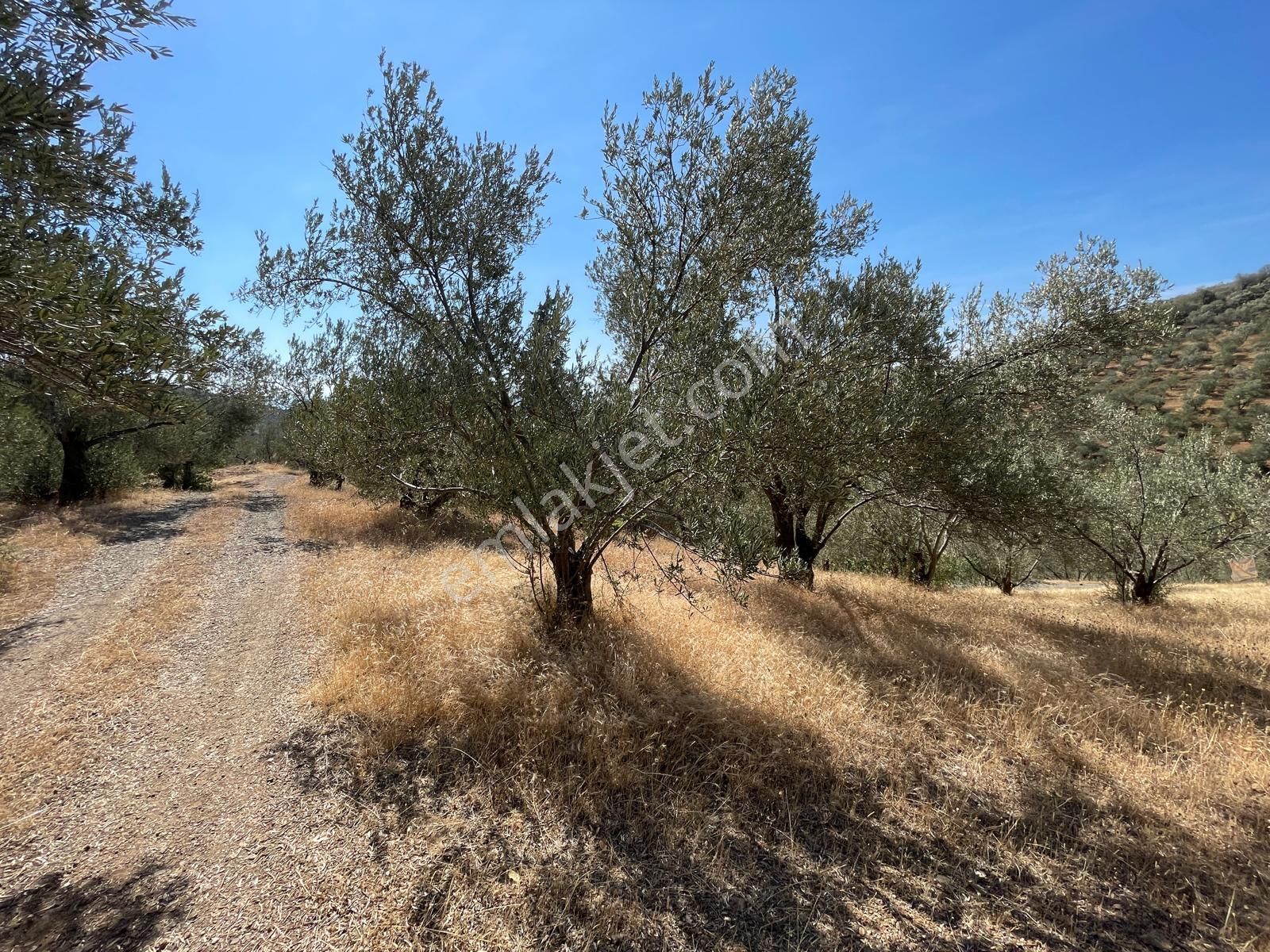 Akçay Poyraz Gayrimenkul'den Beyoba'da Satılık 3870m2 Deniz Manzaralı Zeytinlik - Görsel 14