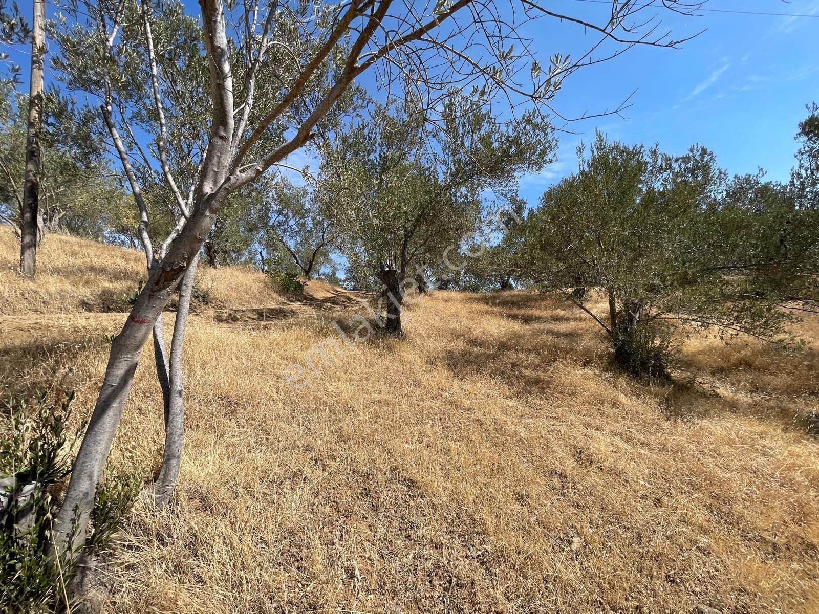 Akçay Poyraz Gayrimenkul'den Beyoba'da Satılık 3870m2 Deniz Manzaralı Zeytinlik - Görsel 22