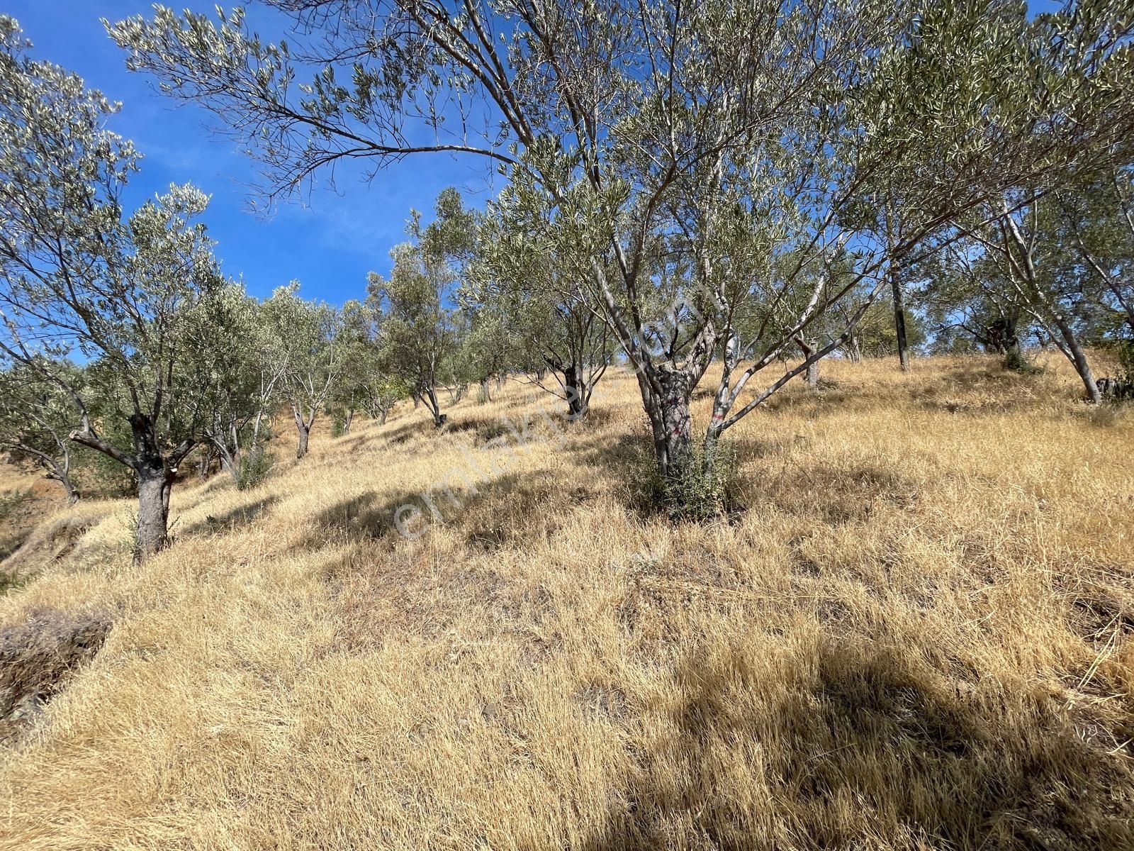 Akçay Poyraz Gayrimenkul'den Beyoba'da Satılık 3870m2 Deniz Manzaralı Zeytinlik - Görsel 5