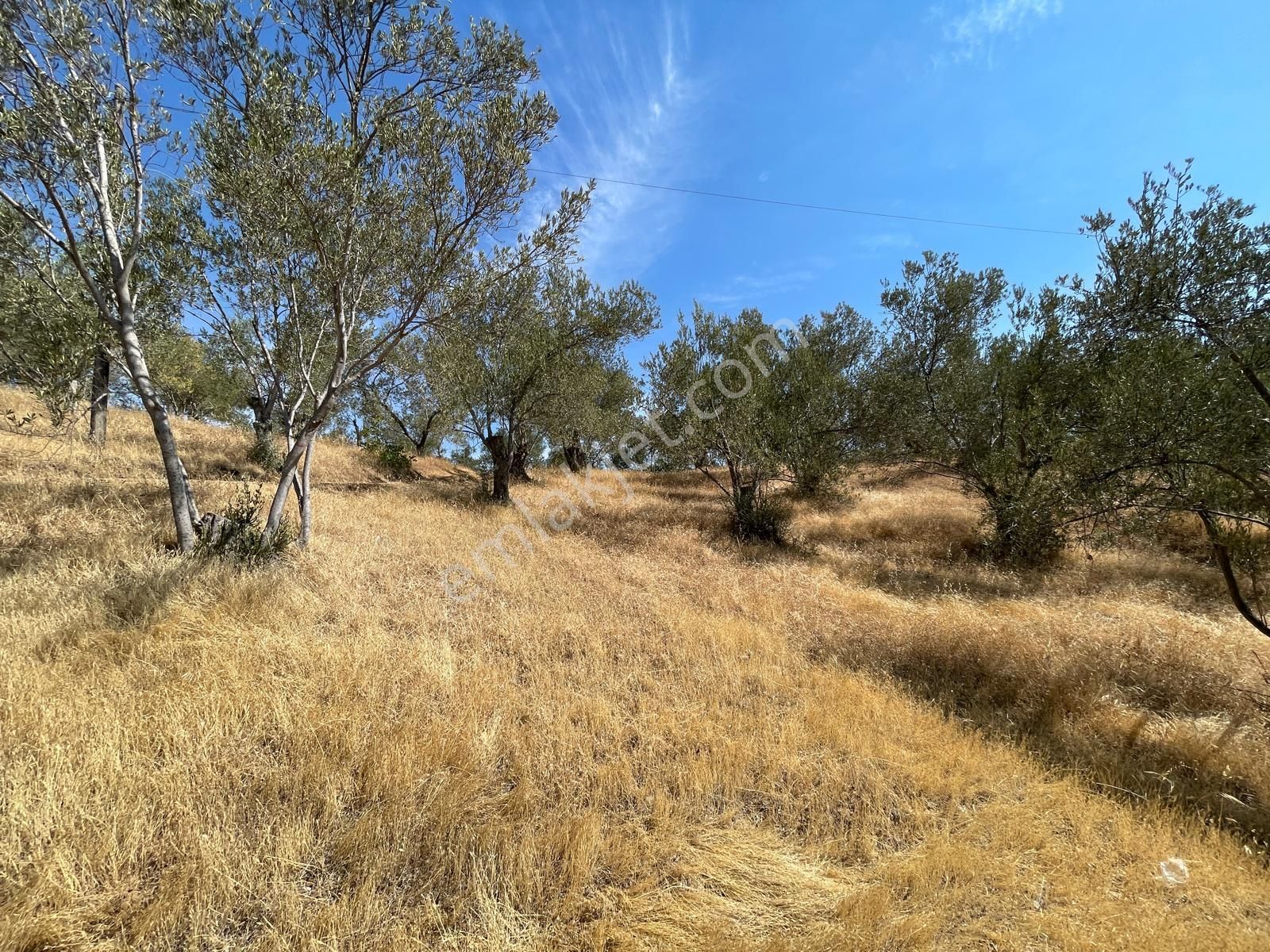 Akçay Poyraz Gayrimenkul'den Beyoba'da Satılık 3870m2 Deniz Manzaralı Zeytinlik - Görsel 6