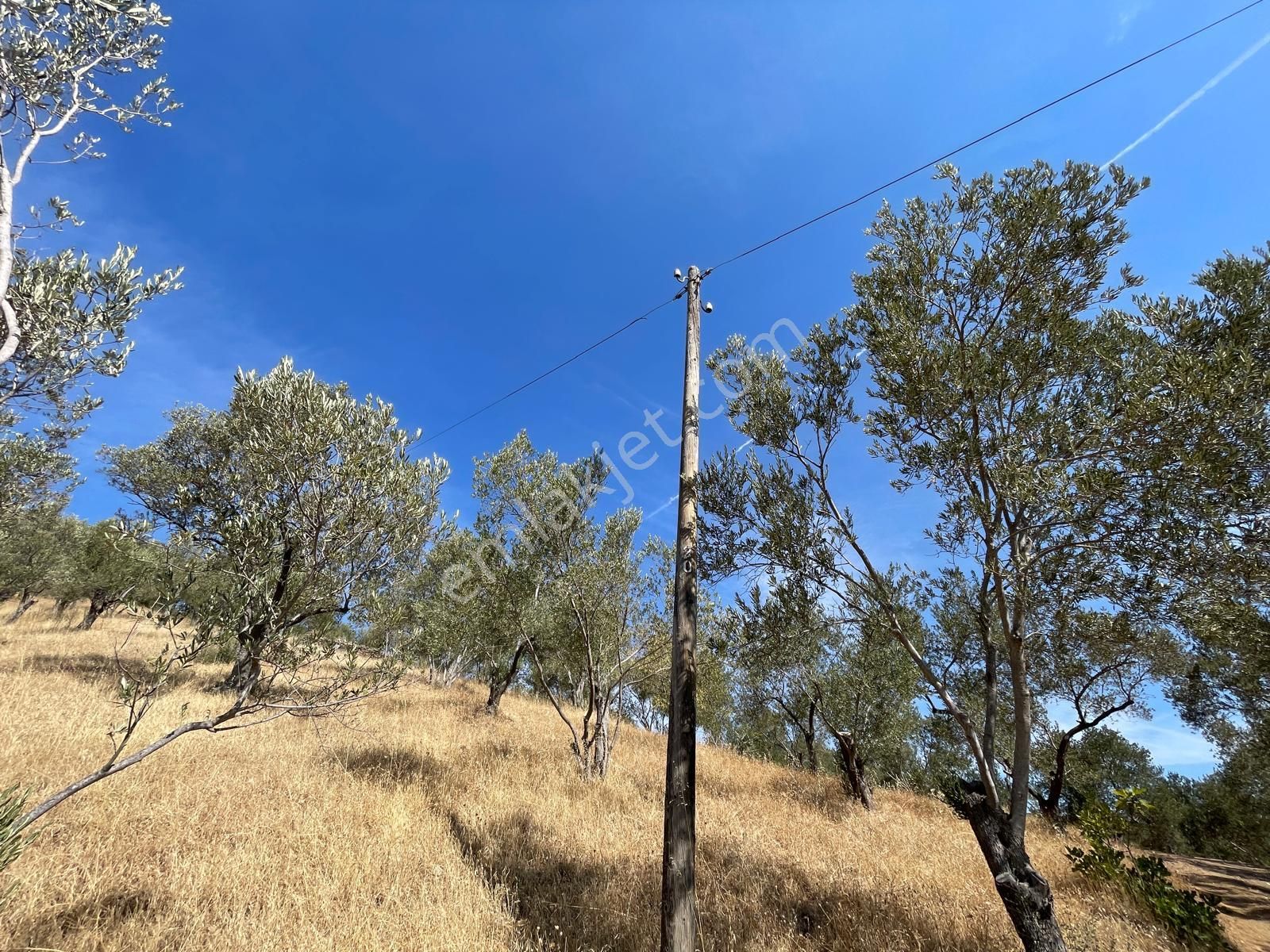 Akçay Poyraz Gayrimenkul'den Beyoba'da Satılık 3870m2 Deniz Manzaralı Zeytinlik - Görsel 21