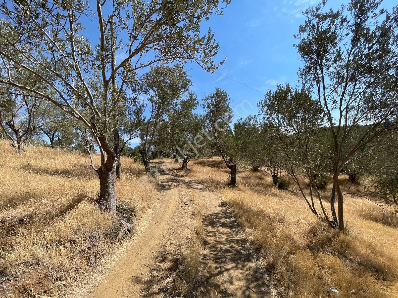 Akçay Poyraz Gayrimenkul'den Beyoba'da Satılık 3870m2 Deniz Manzaralı Zeytinlik - Görsel 26