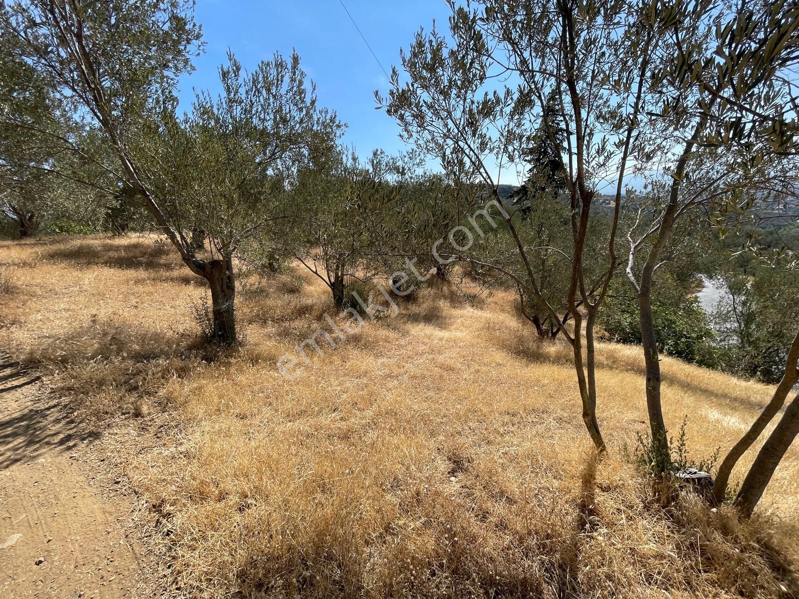 Akçay Poyraz Gayrimenkul'den Beyoba'da Satılık 3870m2 Deniz Manzaralı Zeytinlik - Görsel 24