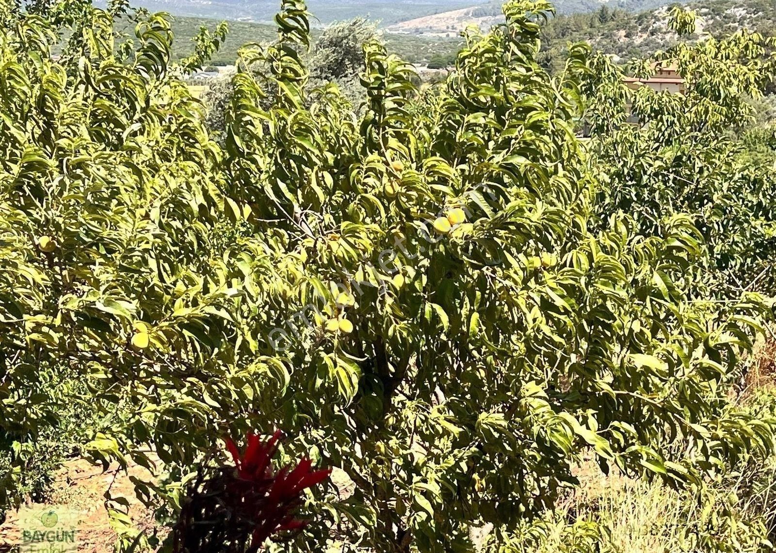 Menderes Ataköy Satılık Tarla Ve Ev 1900m2+4300m2 Müstakil Parsl - Görsel 10