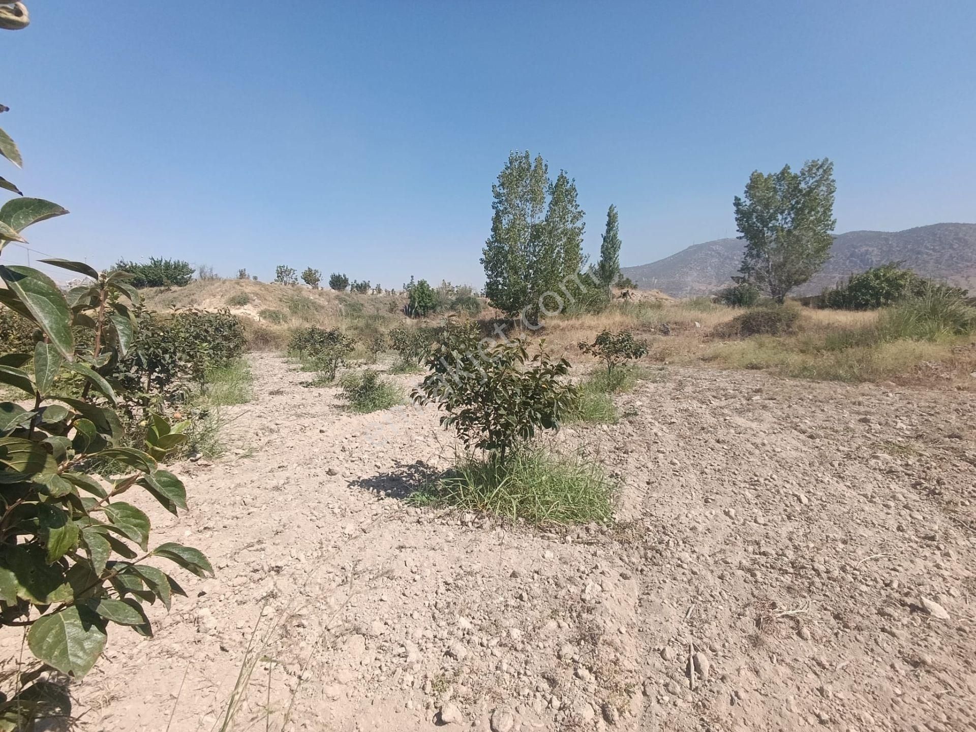 Blokyapı Gayrimenkul'den Kaklık'ta 9645 M2 Cennet Elması Bahçesi - Görsel 11