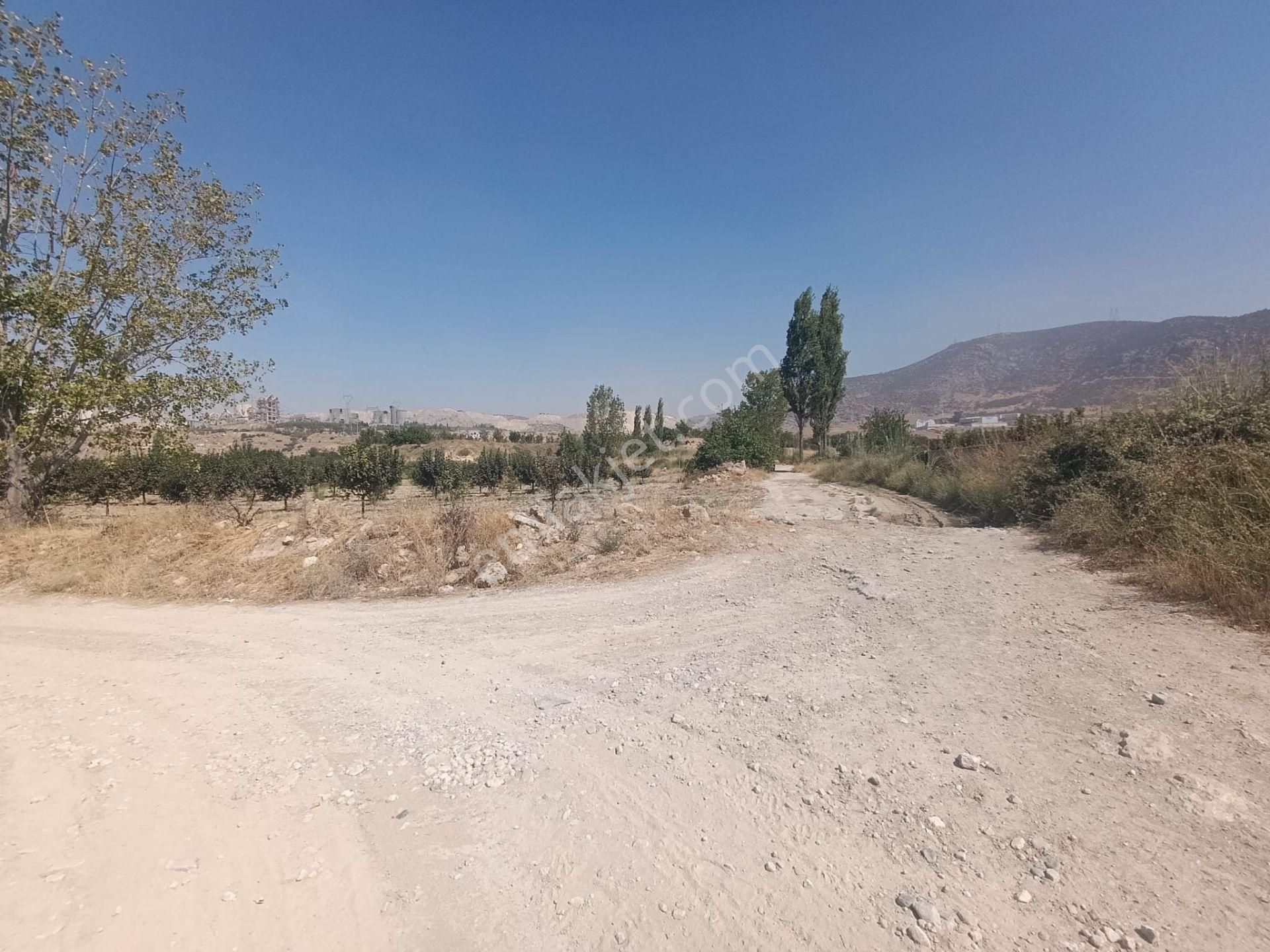 Blokyapı Gayrimenkul'den Kaklık'ta 9645 M2 Cennet Elması Bahçesi - Görsel 6