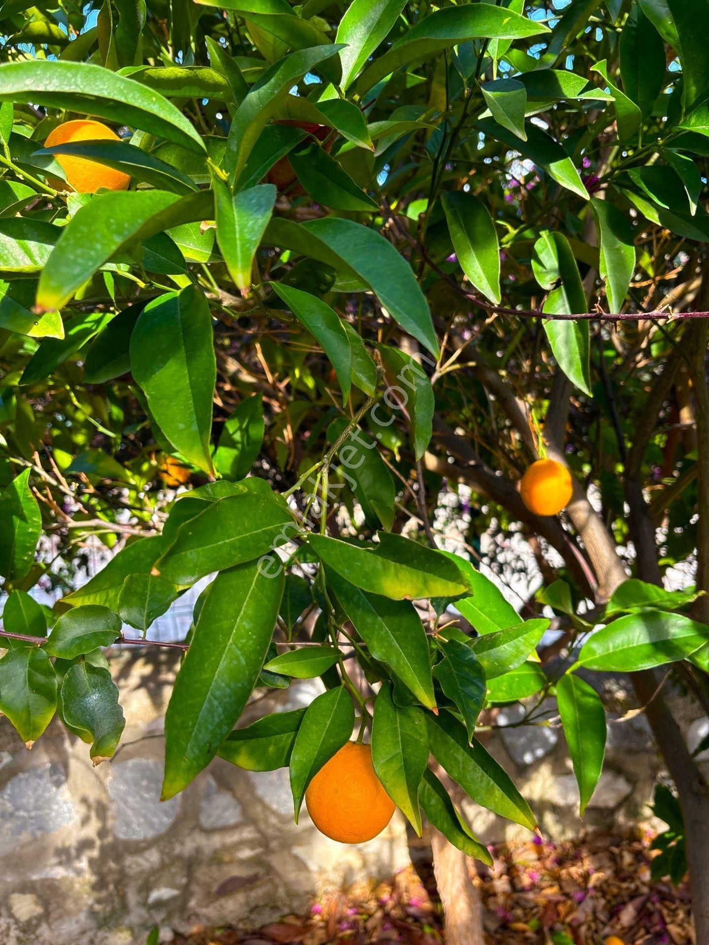 Ören Çökertme'de Full Deniz Manzaralı 3+1 Bahçeli Dubleks Villa - Görsel 28