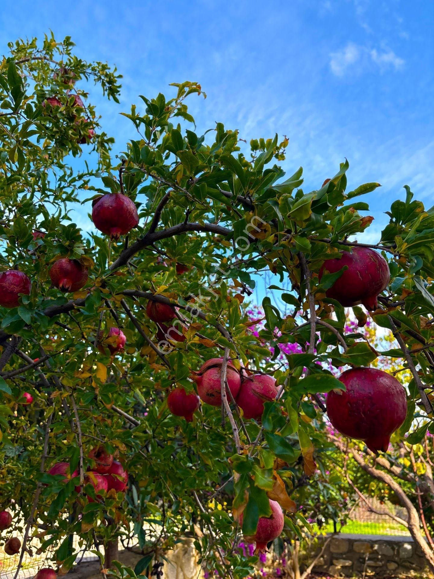 Ören Çökertme'de Full Deniz Manzaralı 3+1 Bahçeli Dubleks Villa - Görsel 27