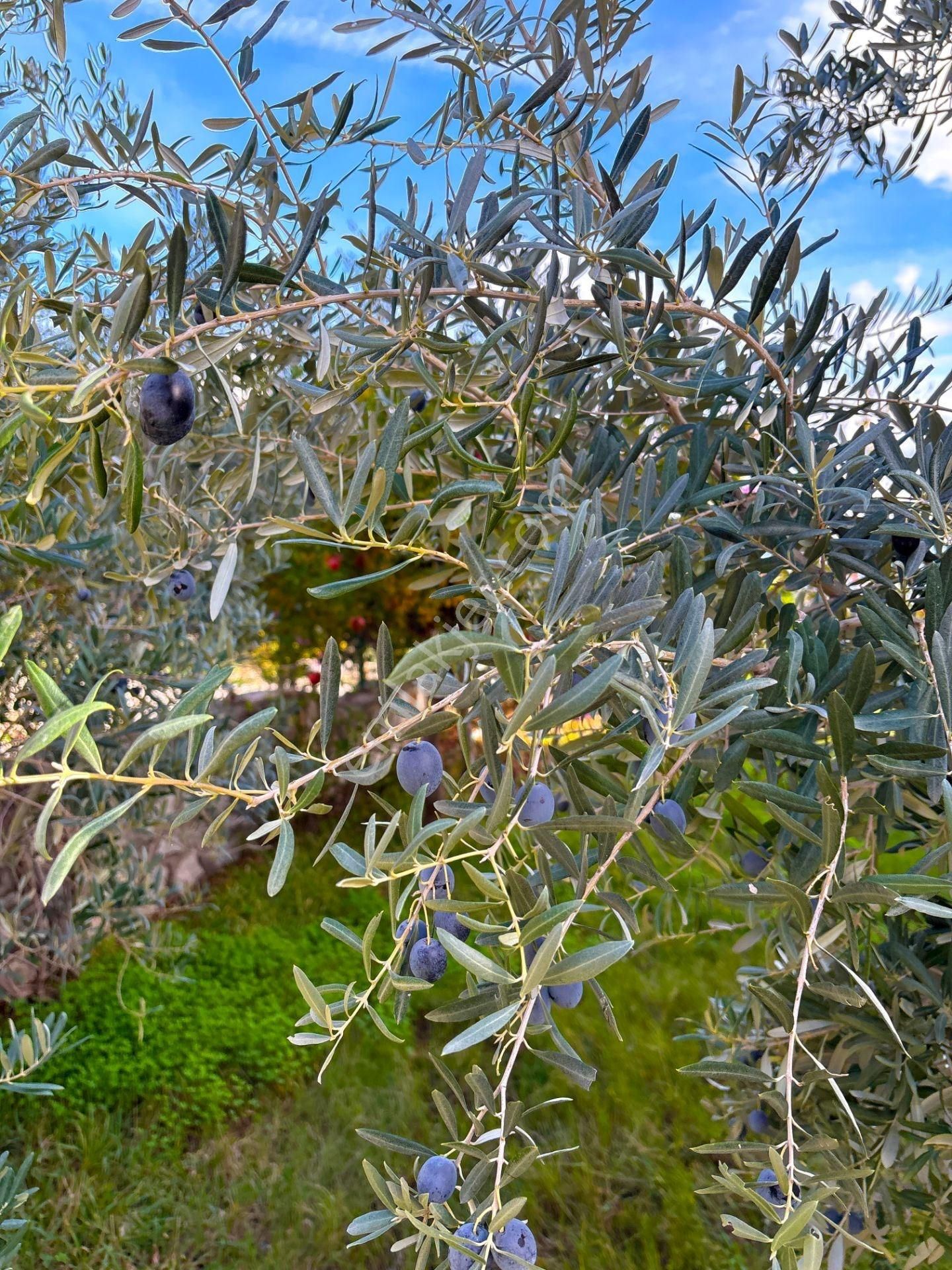 Ören Çökertme'de Full Deniz Manzaralı 3+1 Bahçeli Dubleks Villa - Görsel 26