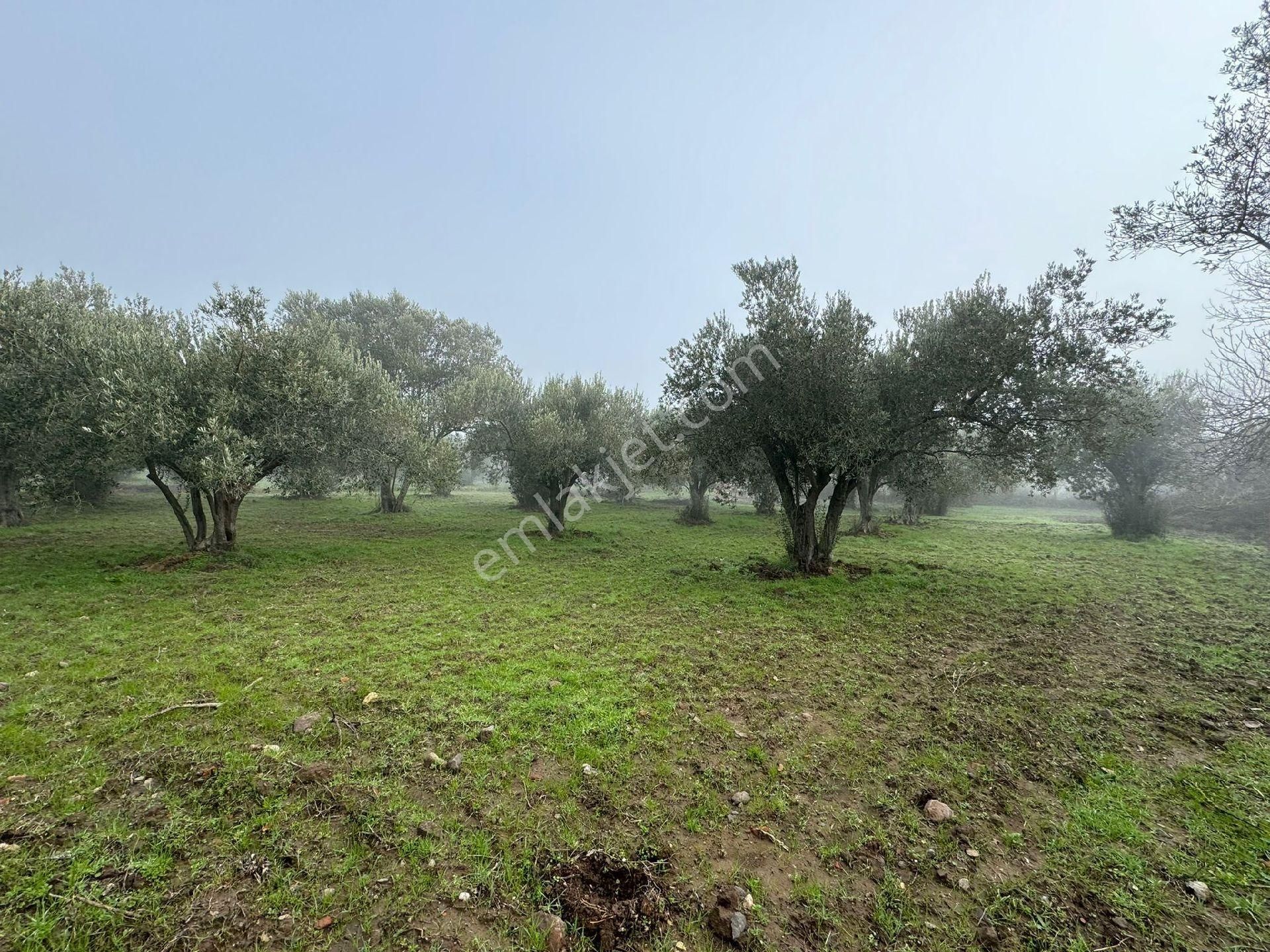 Bergama’da Kadastro Yola Sıfır 2 Ayrı Tapu Zeytinlik (1.024 M² + 928 M²) - Görsel 4