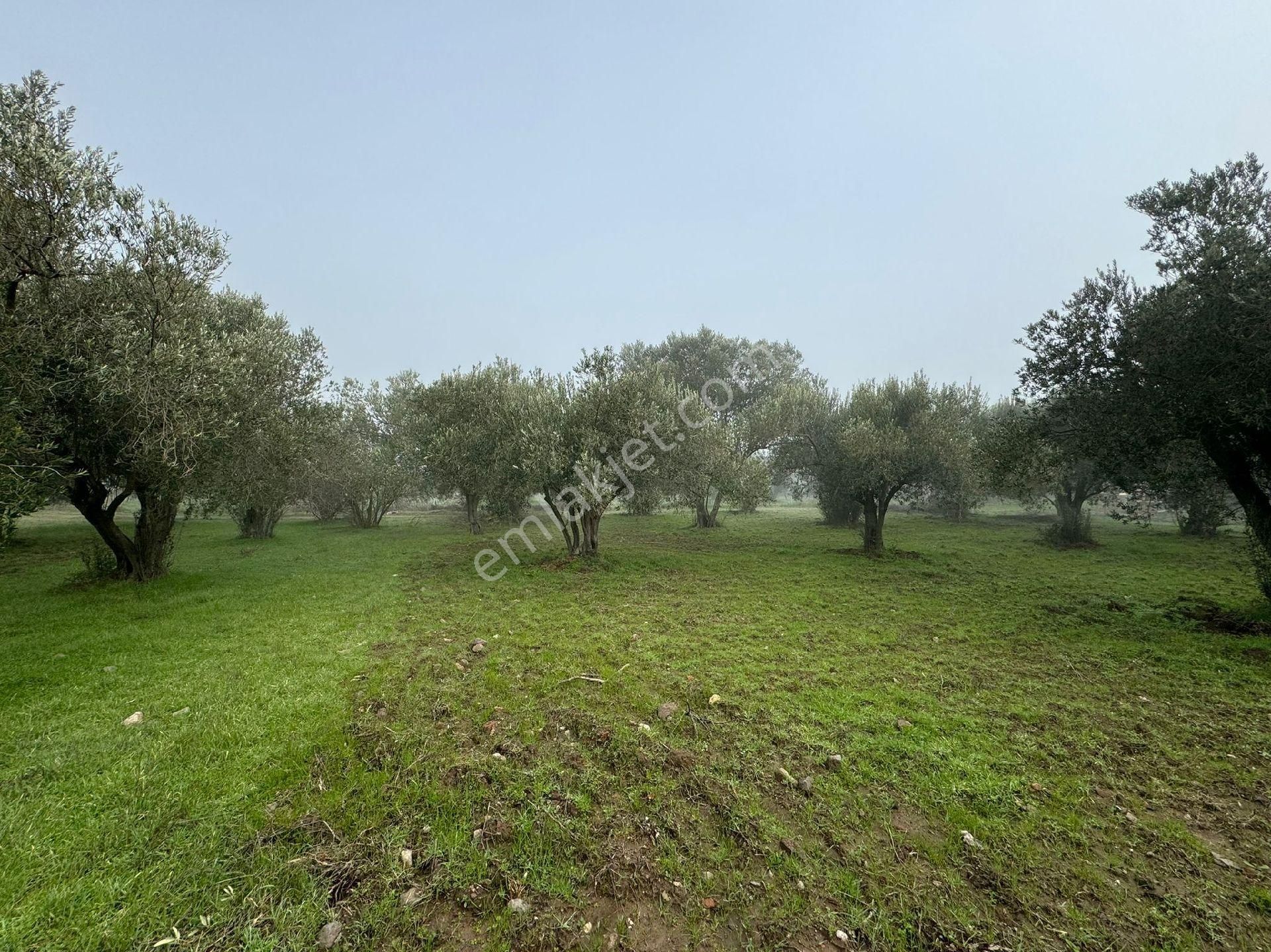 Bergama’da Kadastro Yola Sıfır 2 Ayrı Tapu Zeytinlik (1.024 M² + 928 M²) - Görsel 8