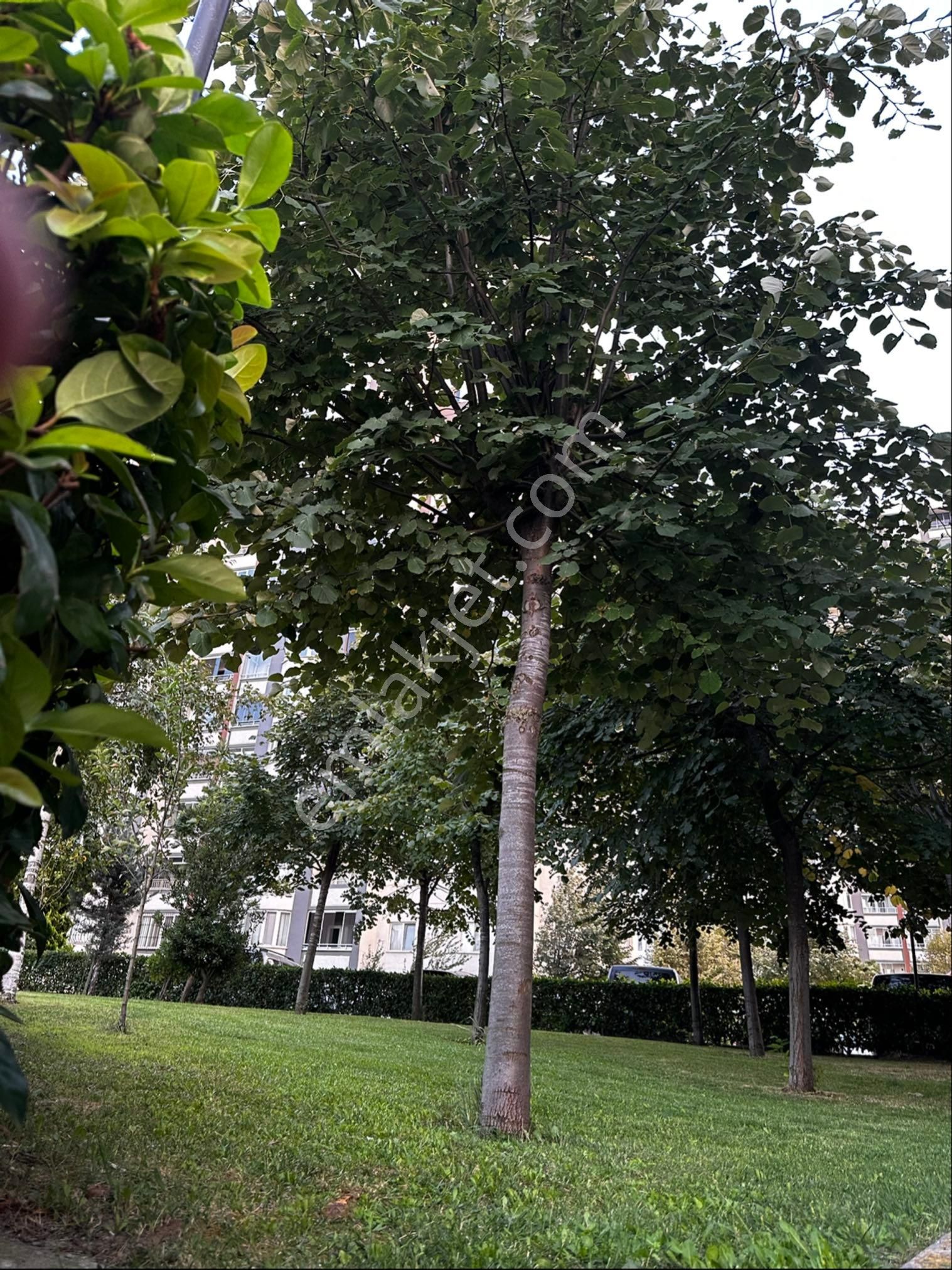 Orkide 2 Sitenin En Lüks 4+1 İ - Görsel 3