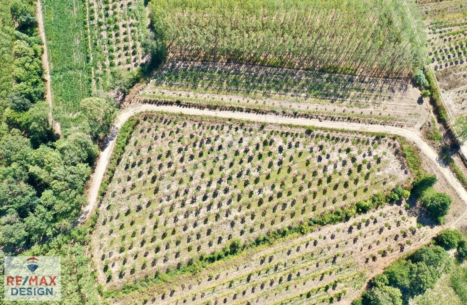 Remax Design Hendek Sivritepe'de 13.635m2 Çiftlik Ruhsatlı Arazi - Görsel 16