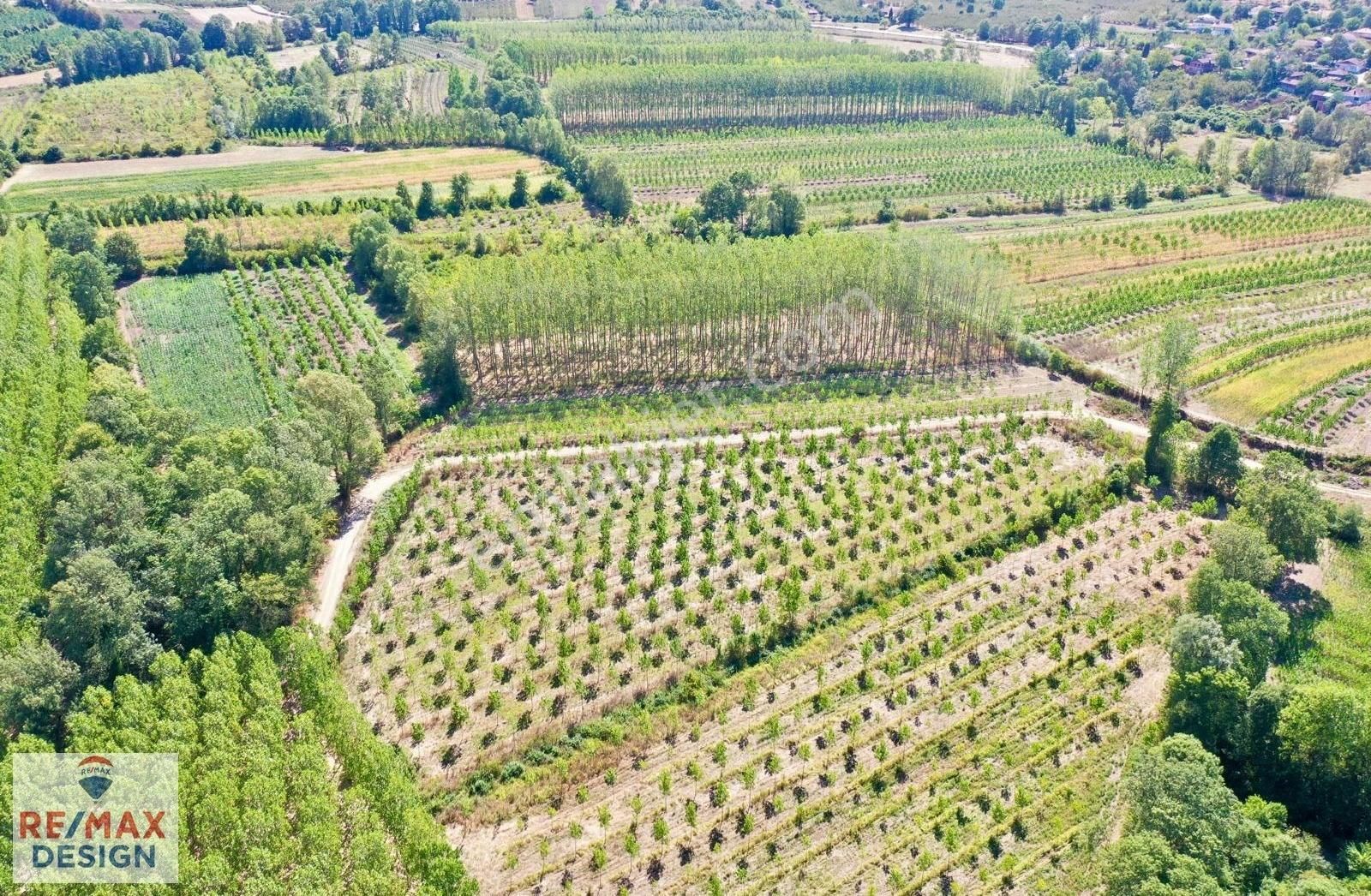 Remax Design Hendek Sivritepe'de 13.635m2 Çiftlik Ruhsatlı Arazi - Görsel 7