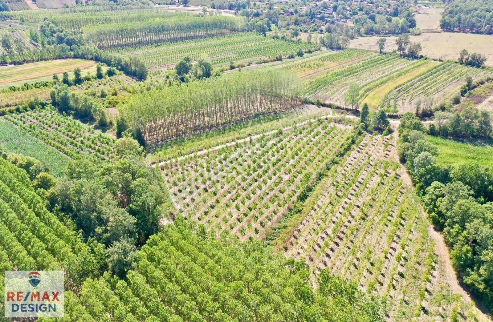 Remax Design Hendek Sivritepe'de 13.635m2 Çiftlik Ruhsatlı Arazi - Görsel 8